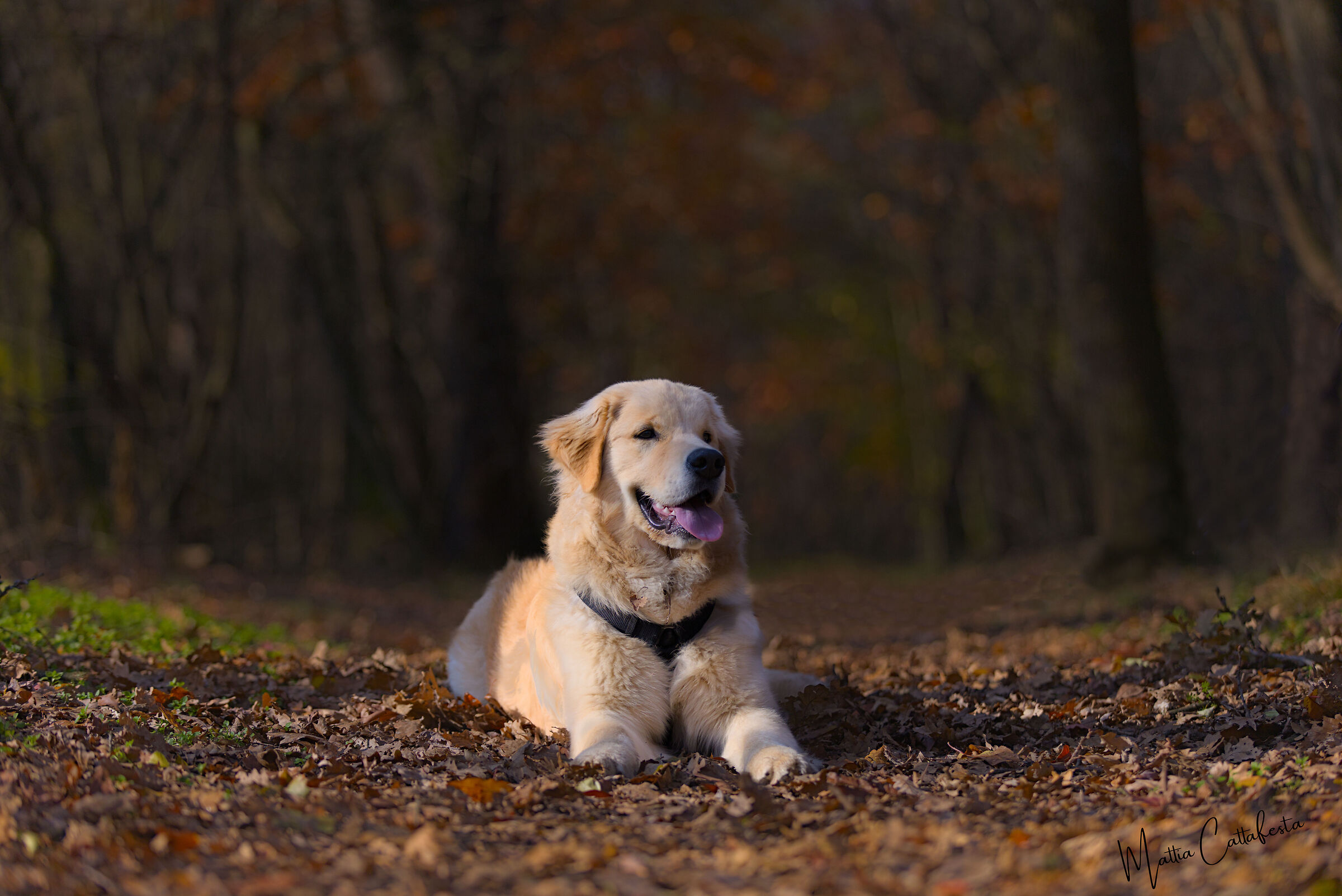 Golden Dog in Golden Wood