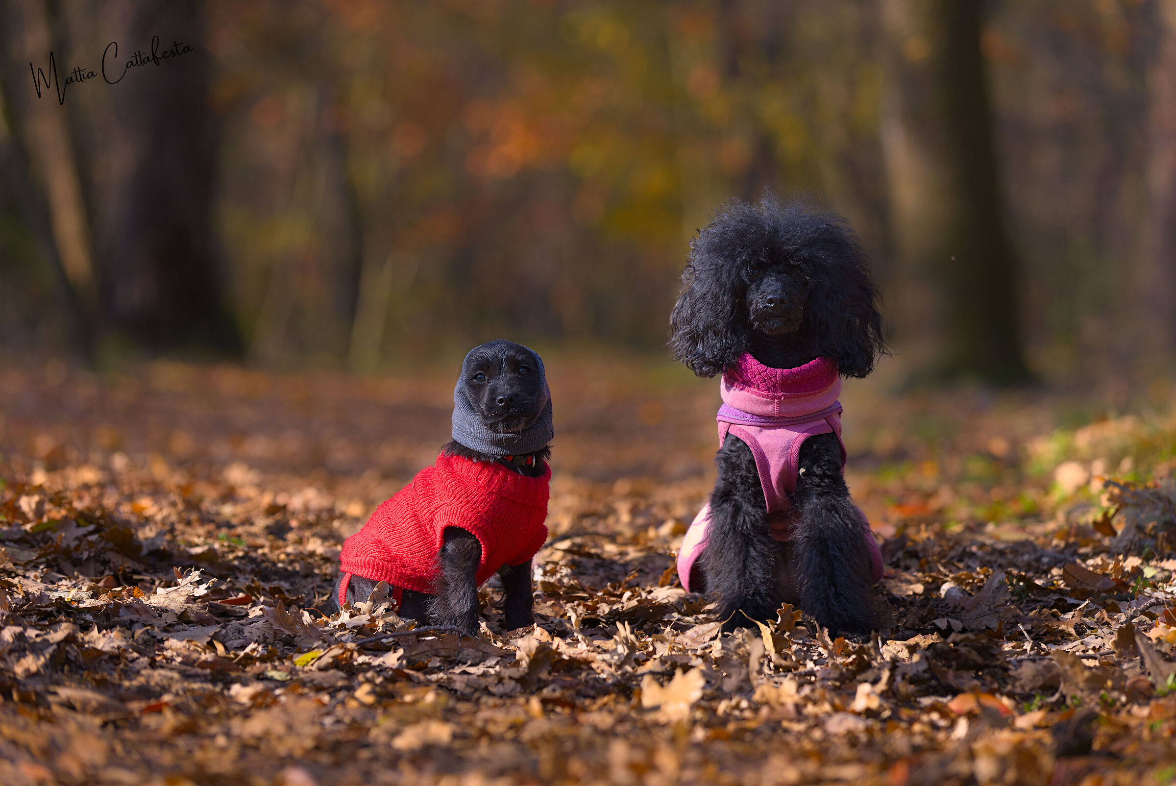 Black Sisters in an Orange World