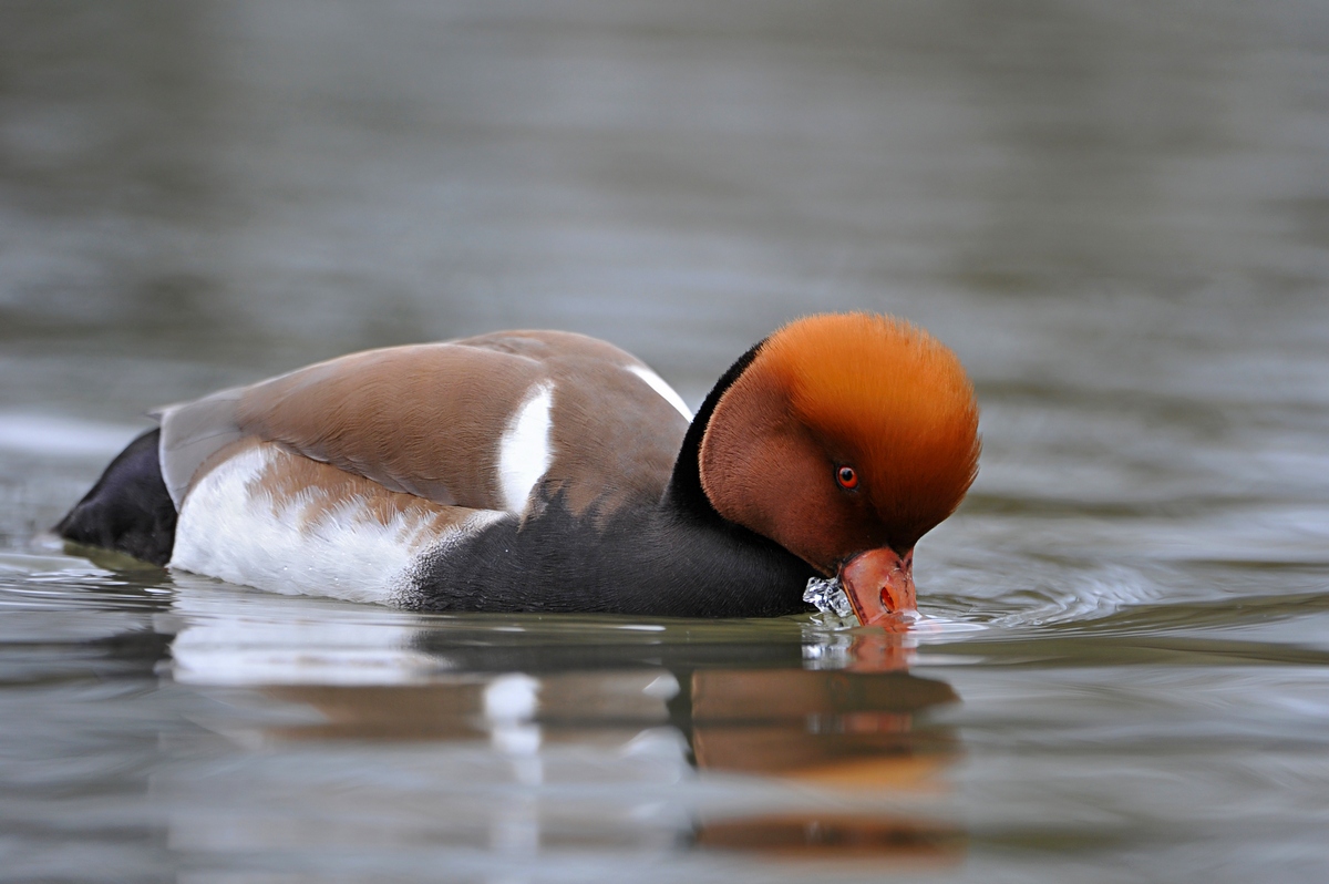 Pochard turkish