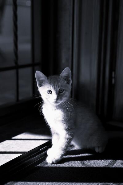 Foto