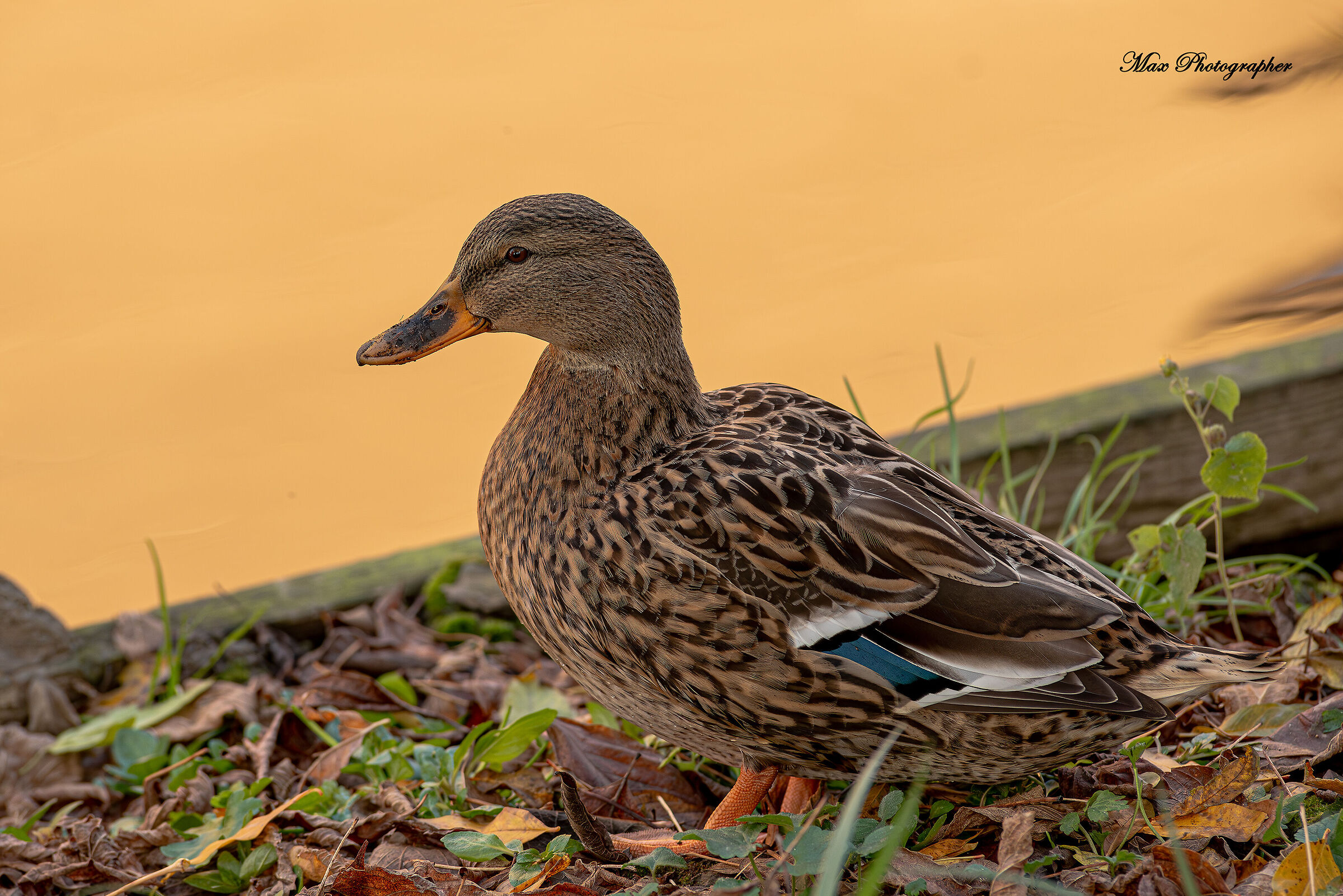 Mallard
