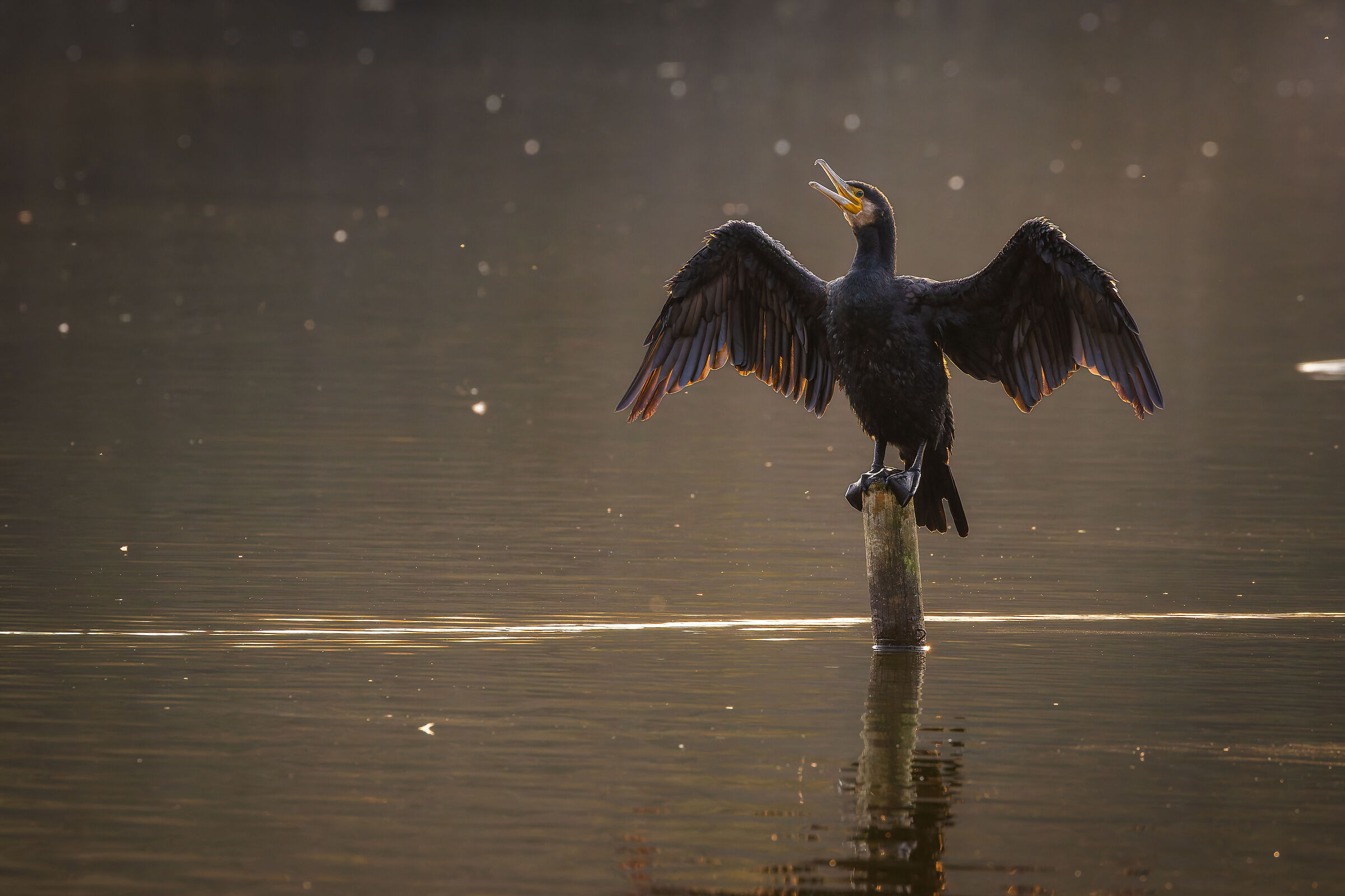 Cormorano in fase di asciugatura