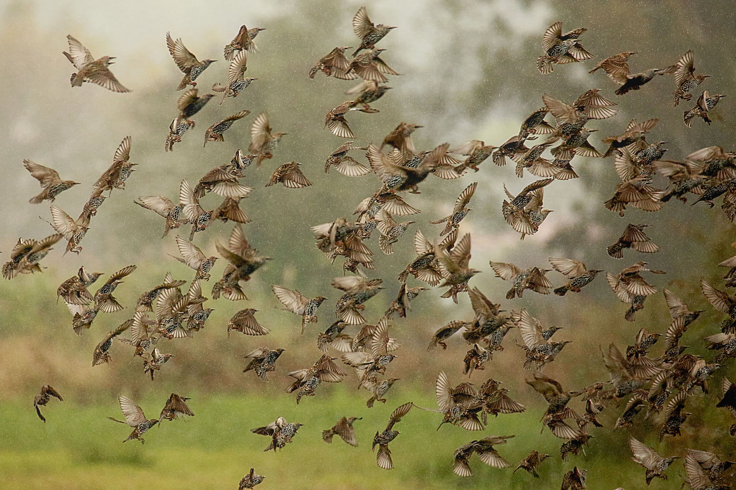 The effect of a gunshot
