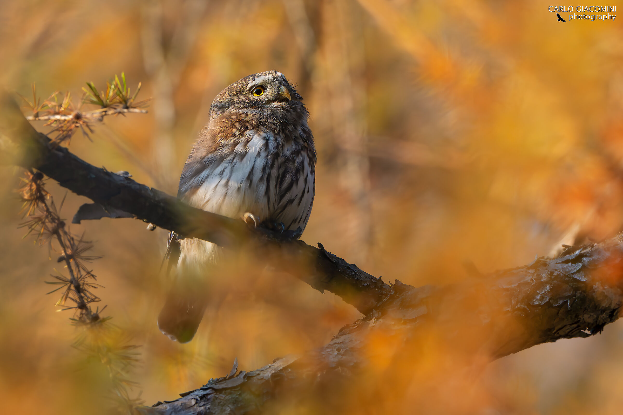 Autumn visions