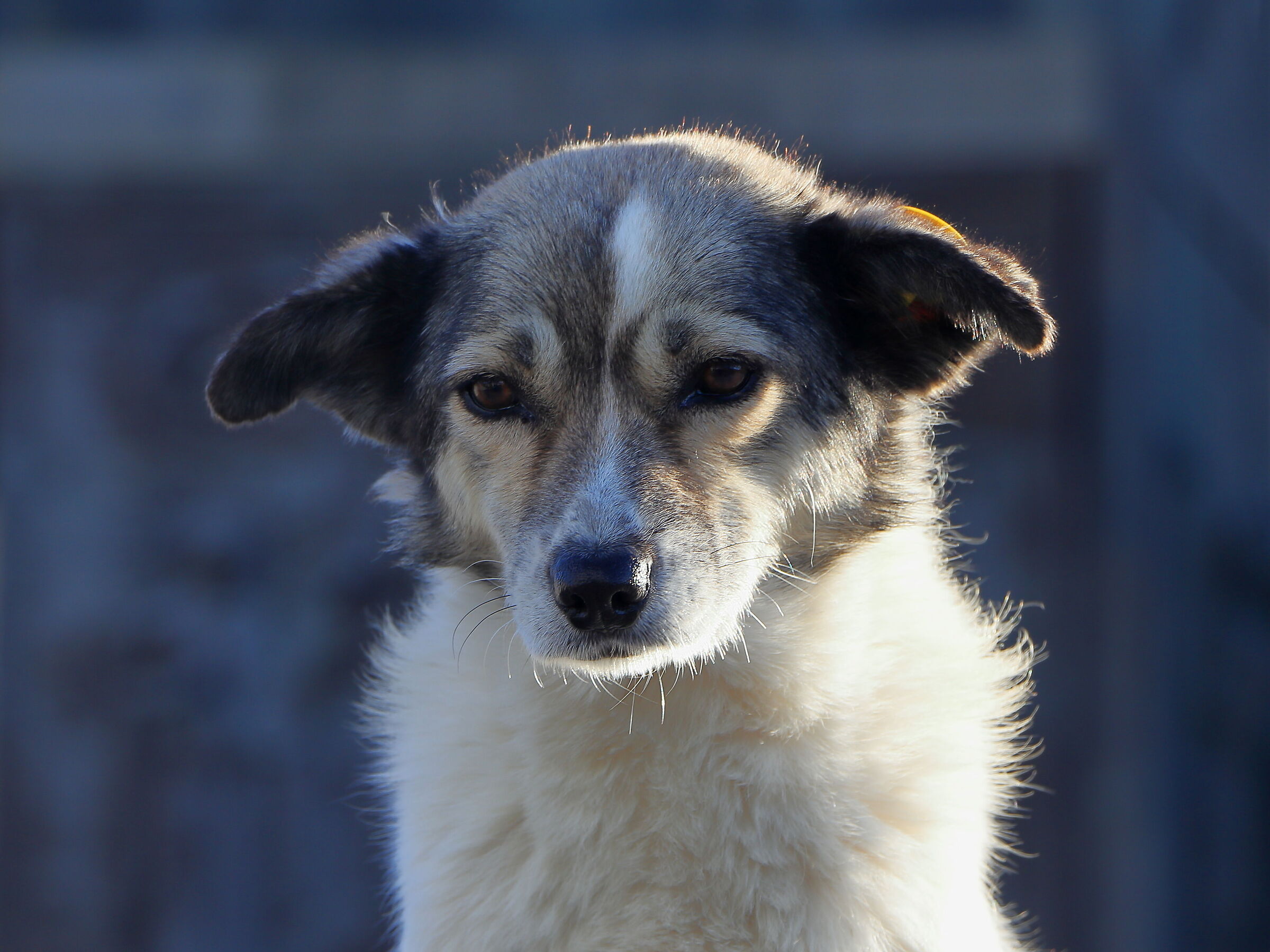 Georgian Stray