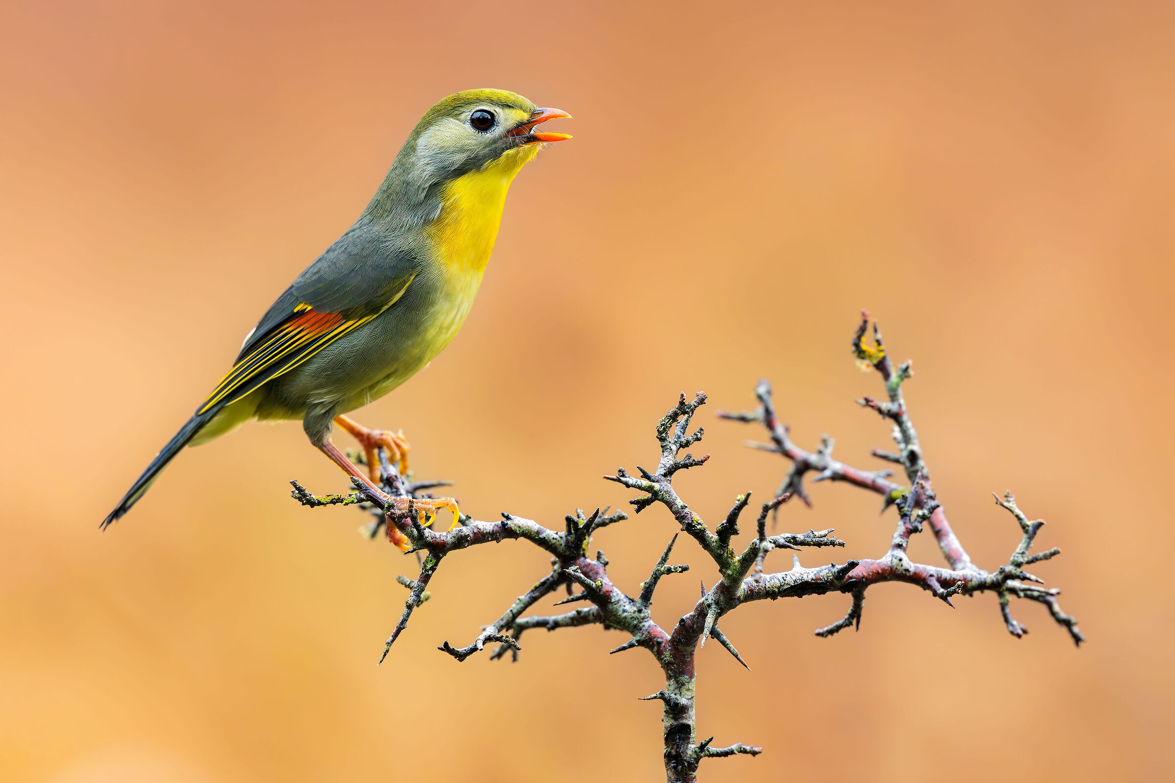 Nightingale of Japan