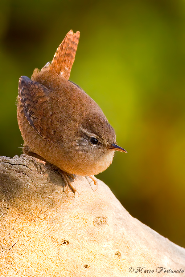 Wren