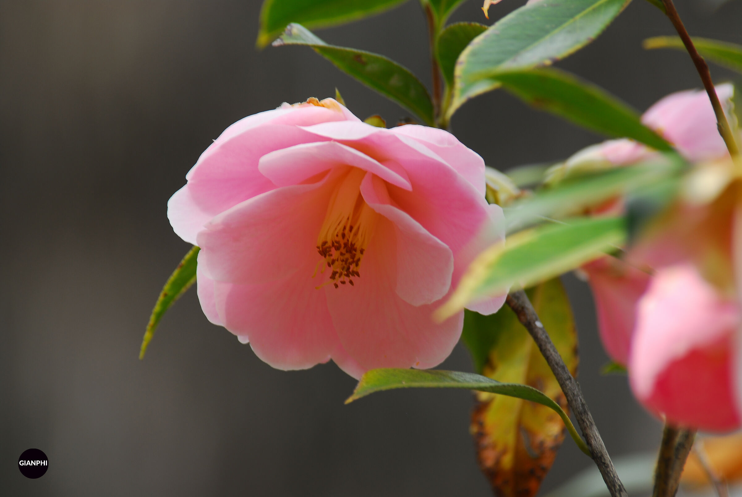 Camellia