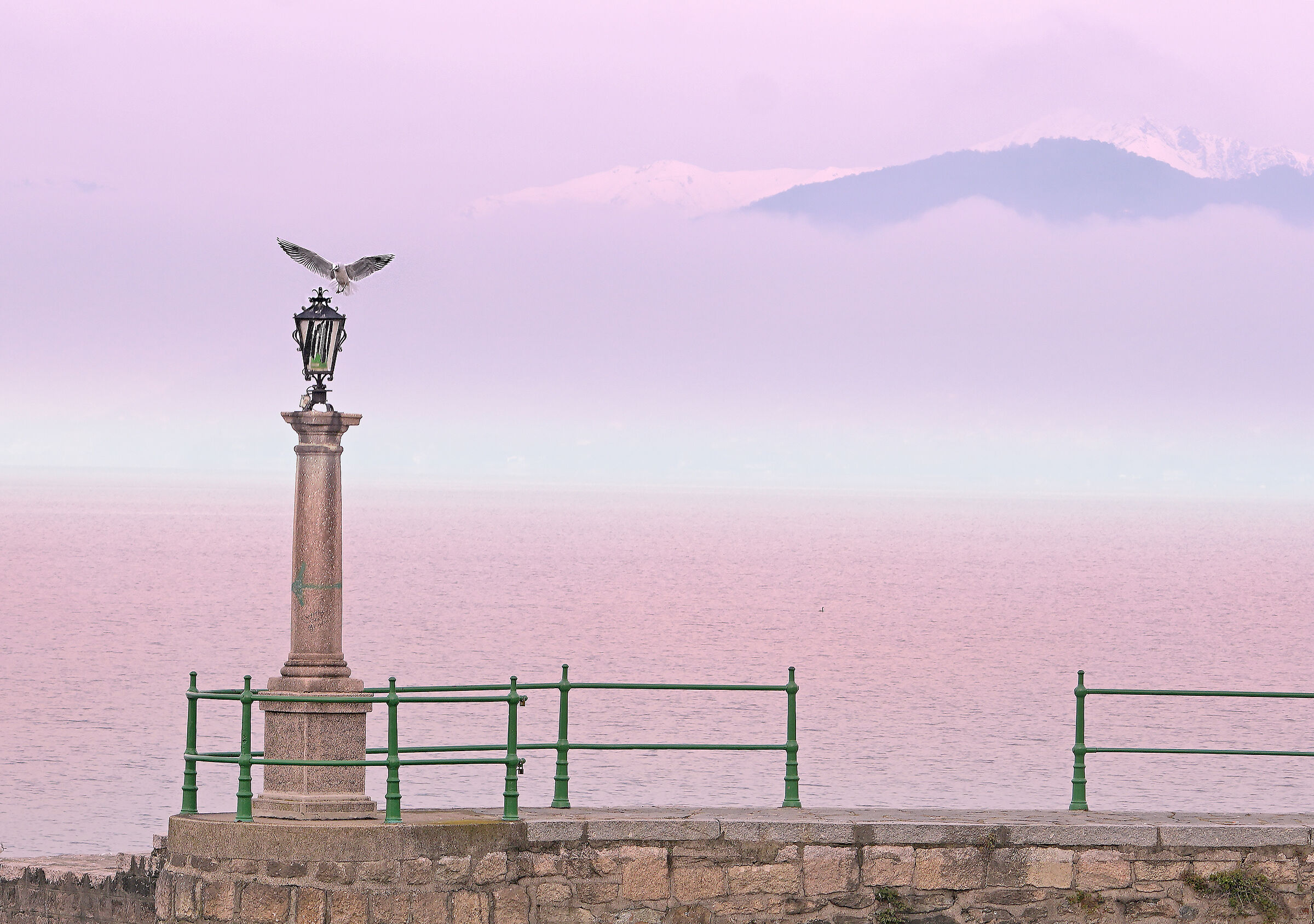 Arona