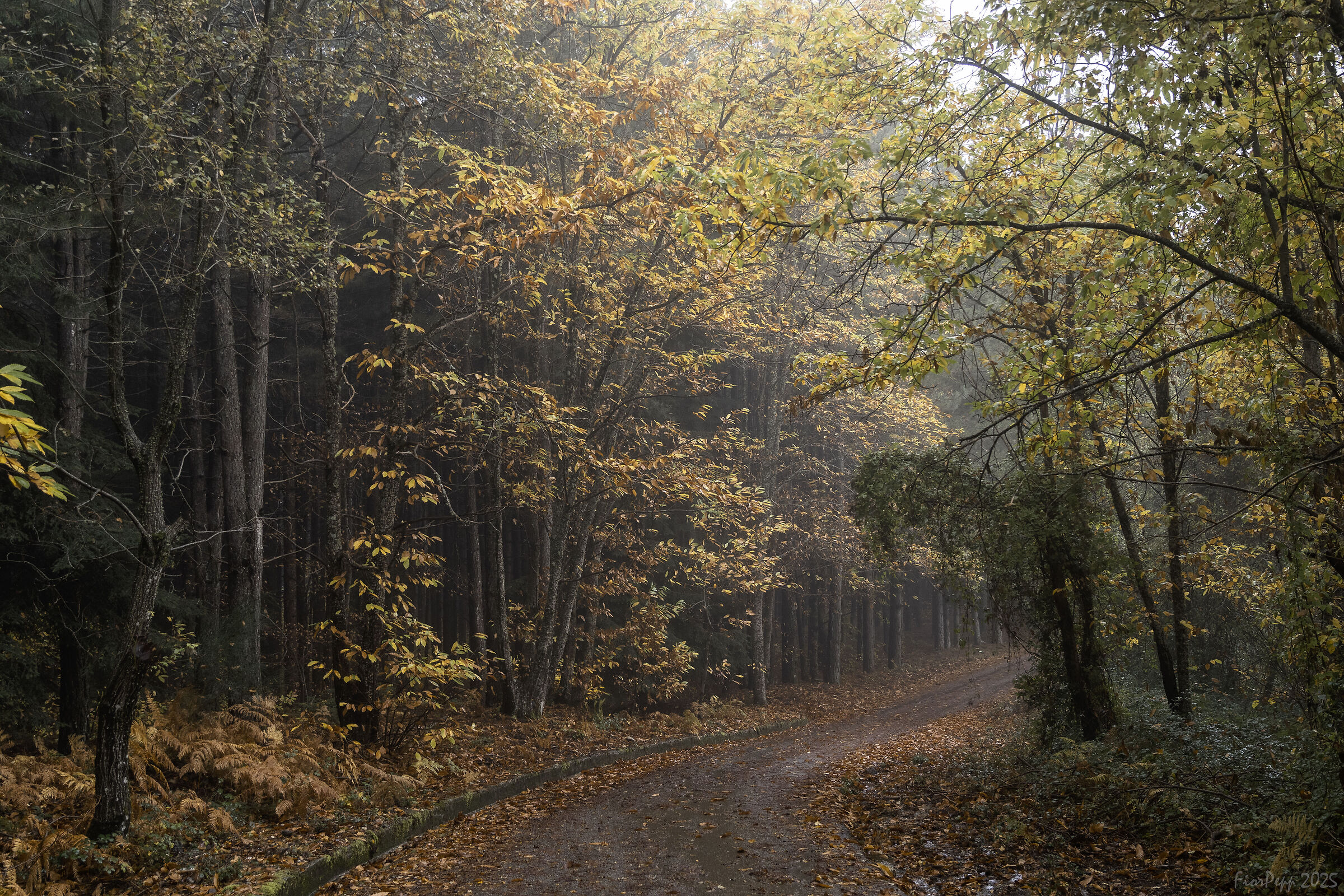 Fall