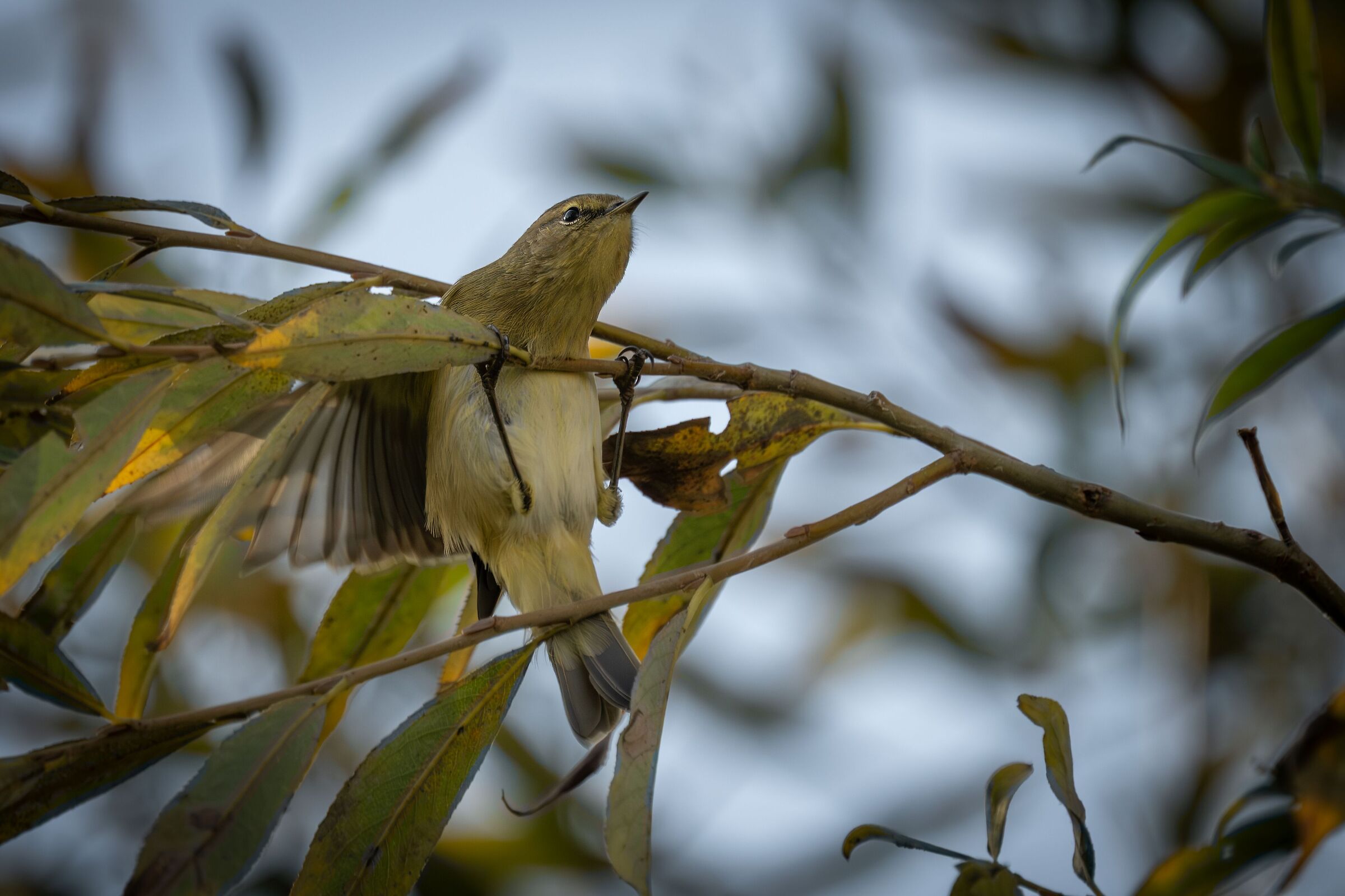 The morning exercises of the Little Warbler