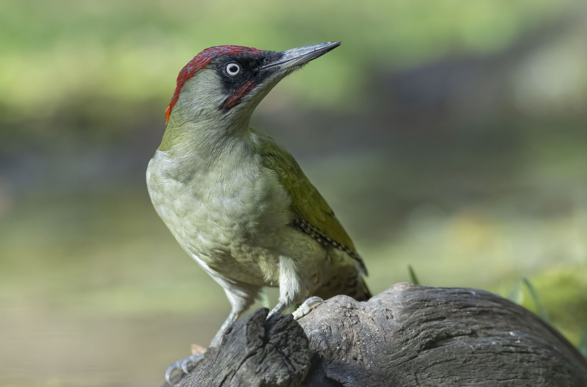 nei colori del picchio verde