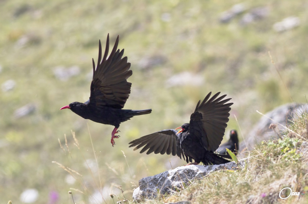 gracchi alpini corallini