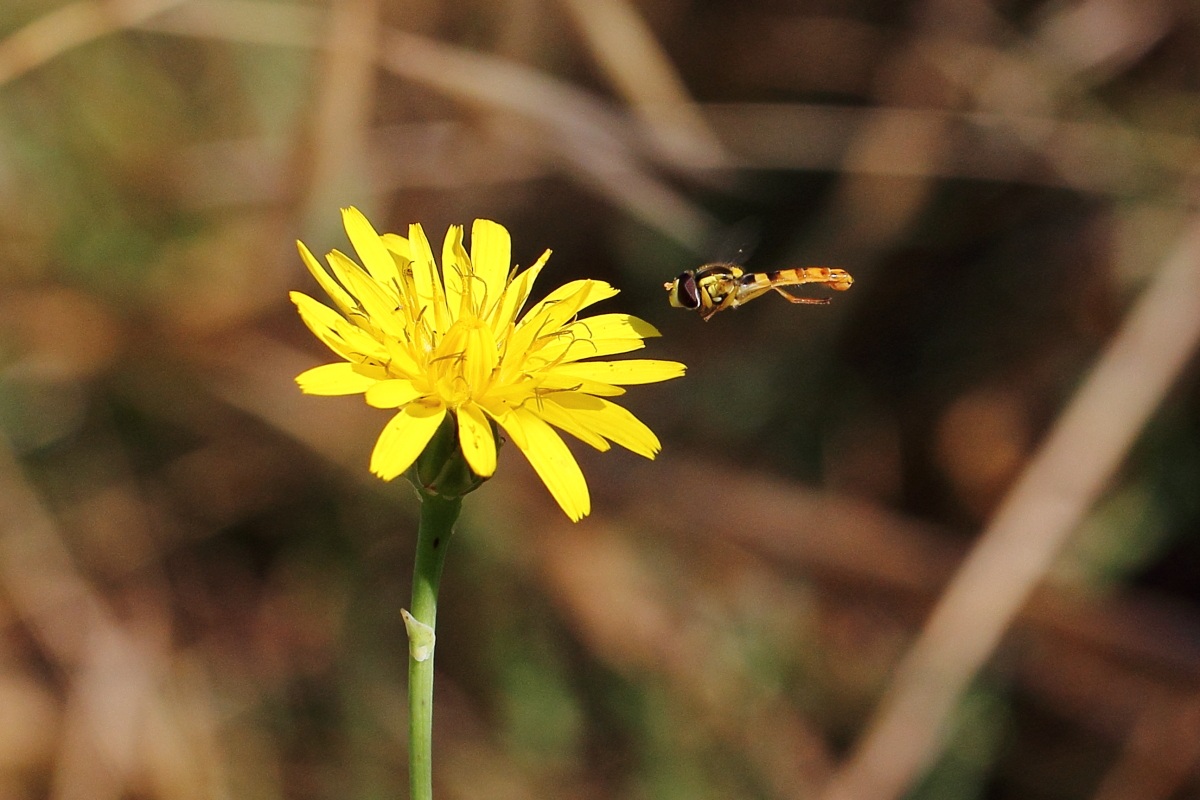 Ready all'affioraggio!