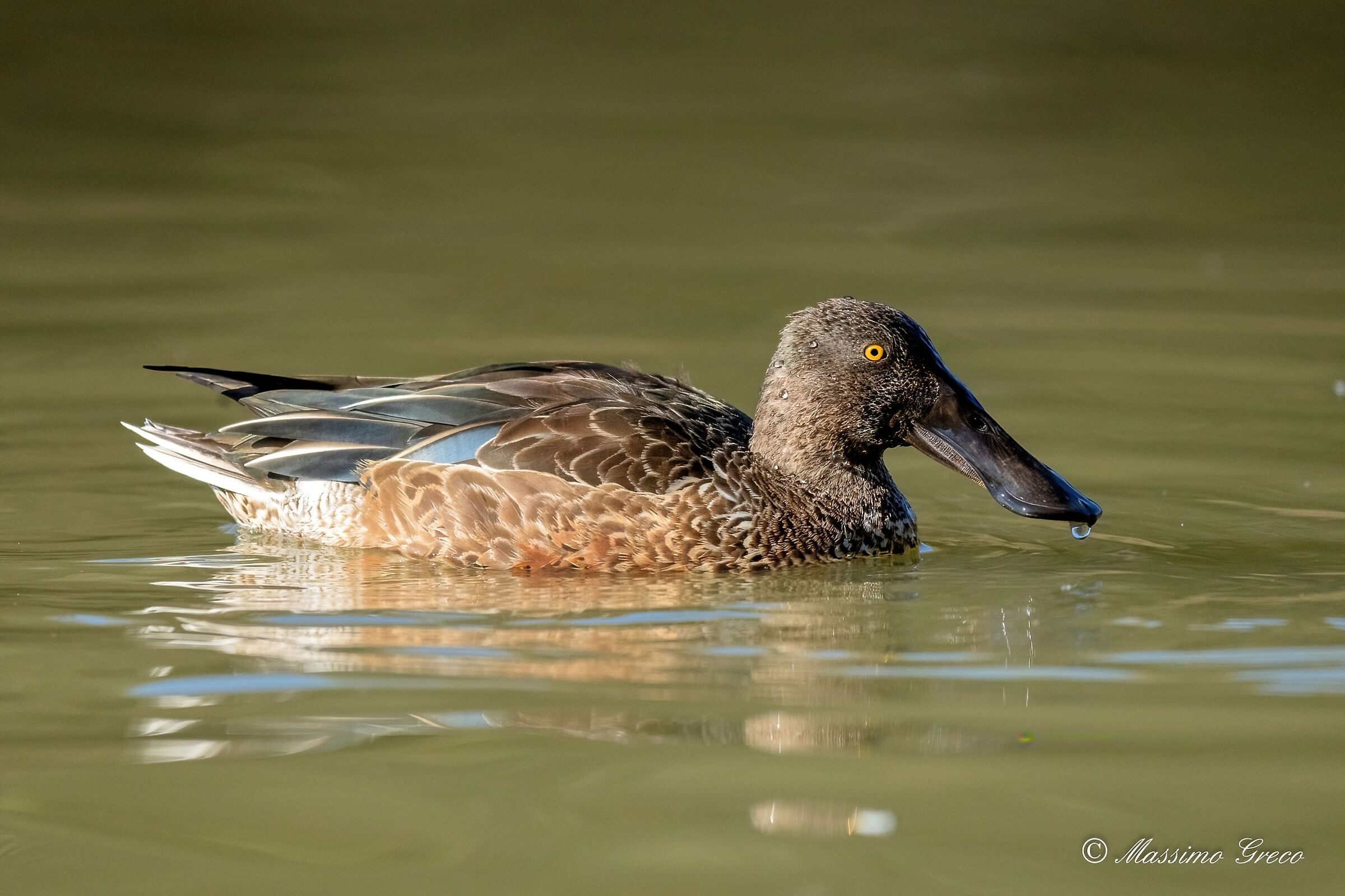 Male Shoveler in Eclipse