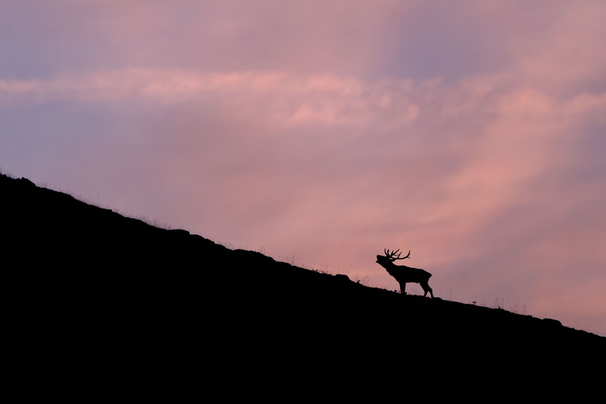 Roaring at sunset - September 2025