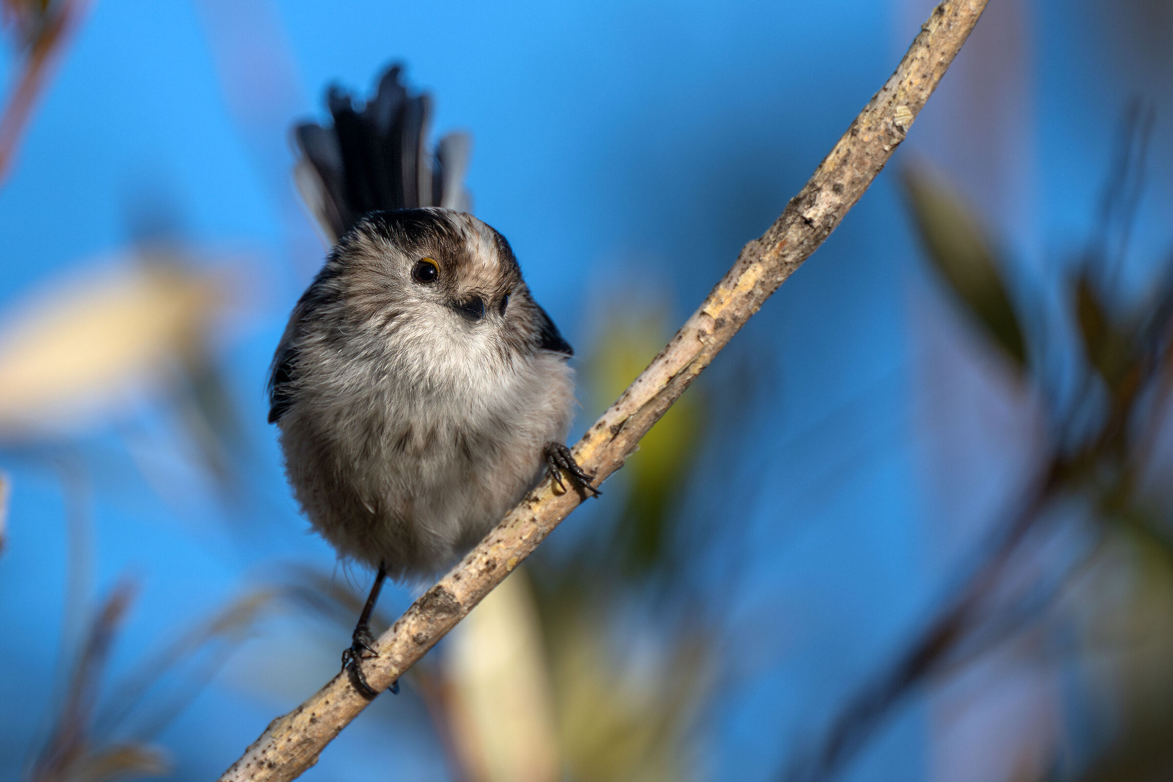 The tender long-tailed