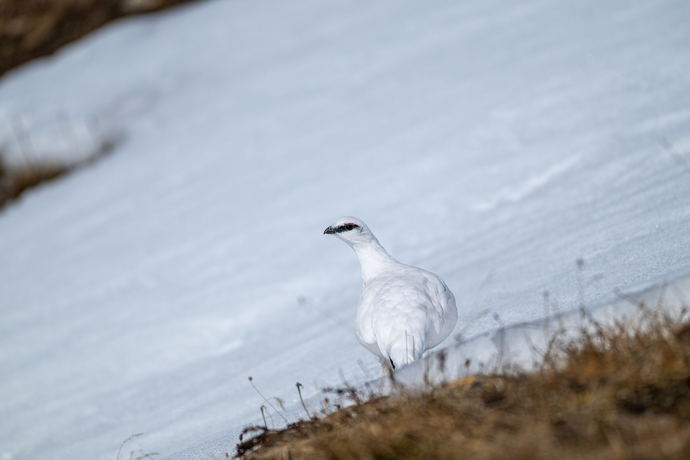 Ptarmigan
