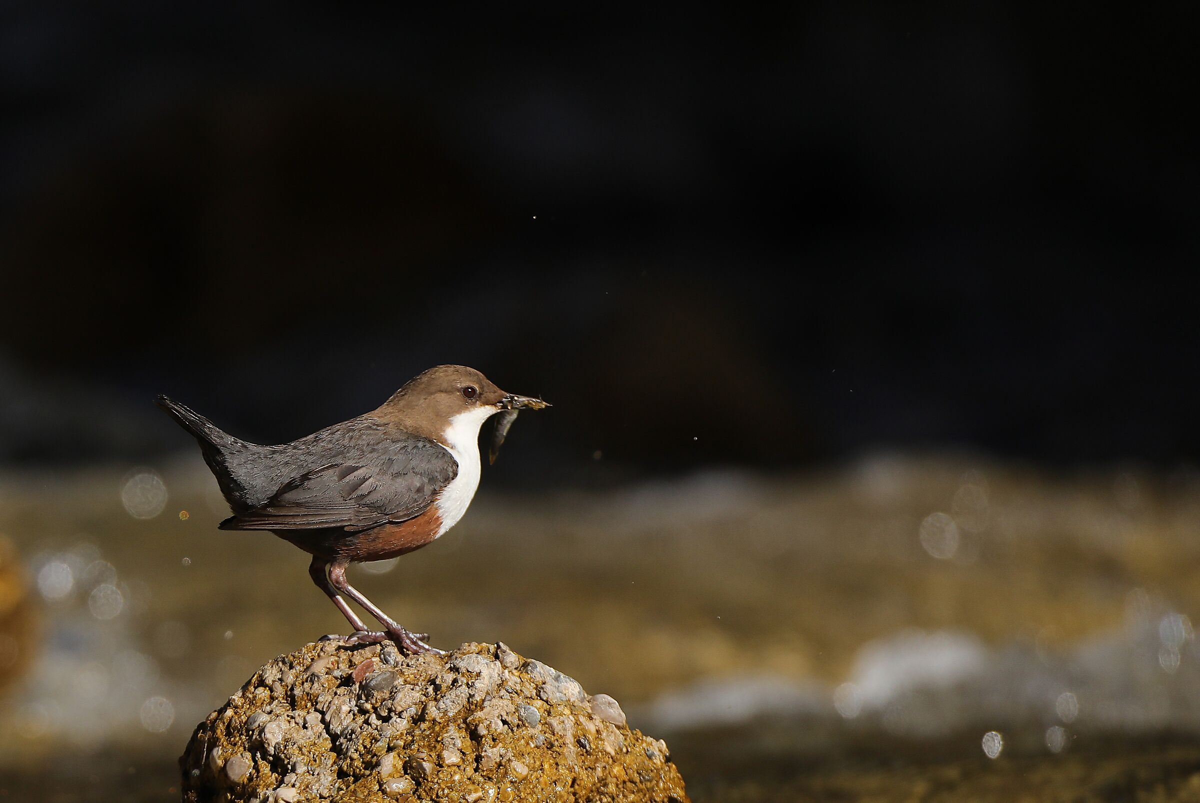White-throated dipper