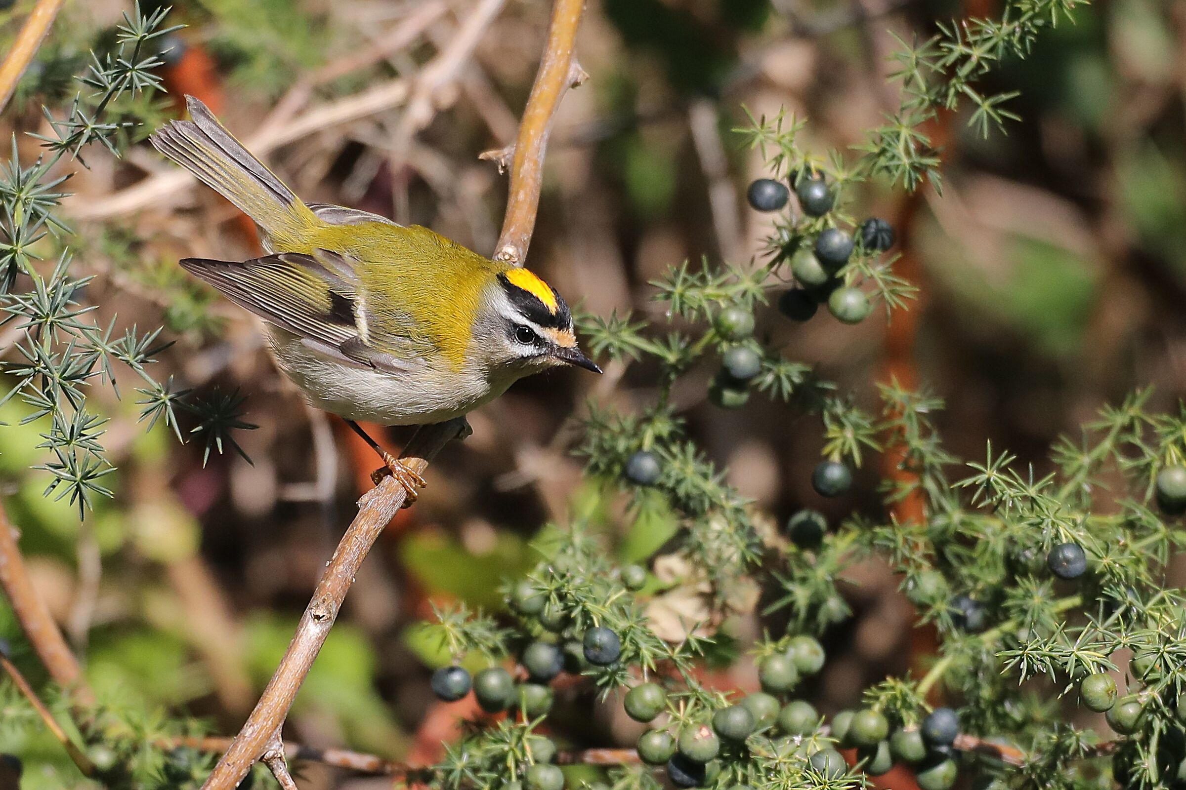 Firecrest