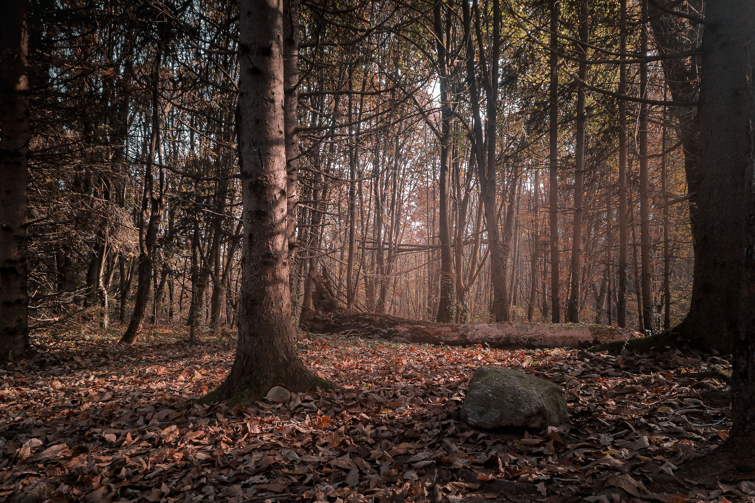 Autumn glows