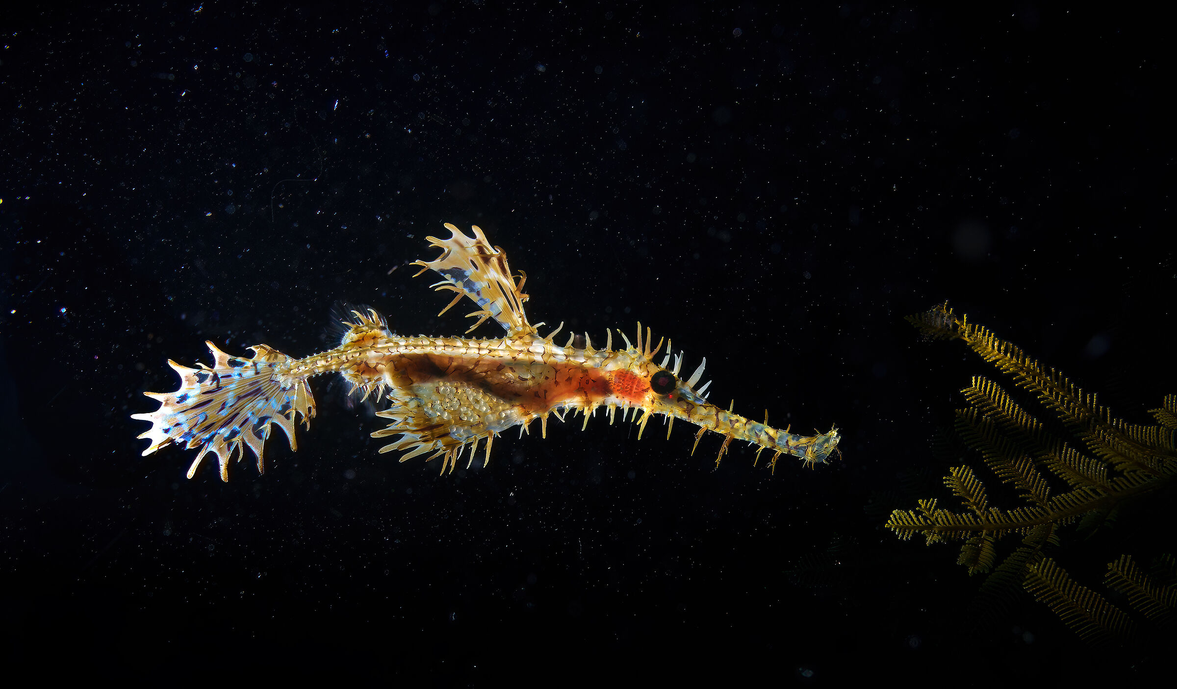 Backlight su ornate seahorse pipe