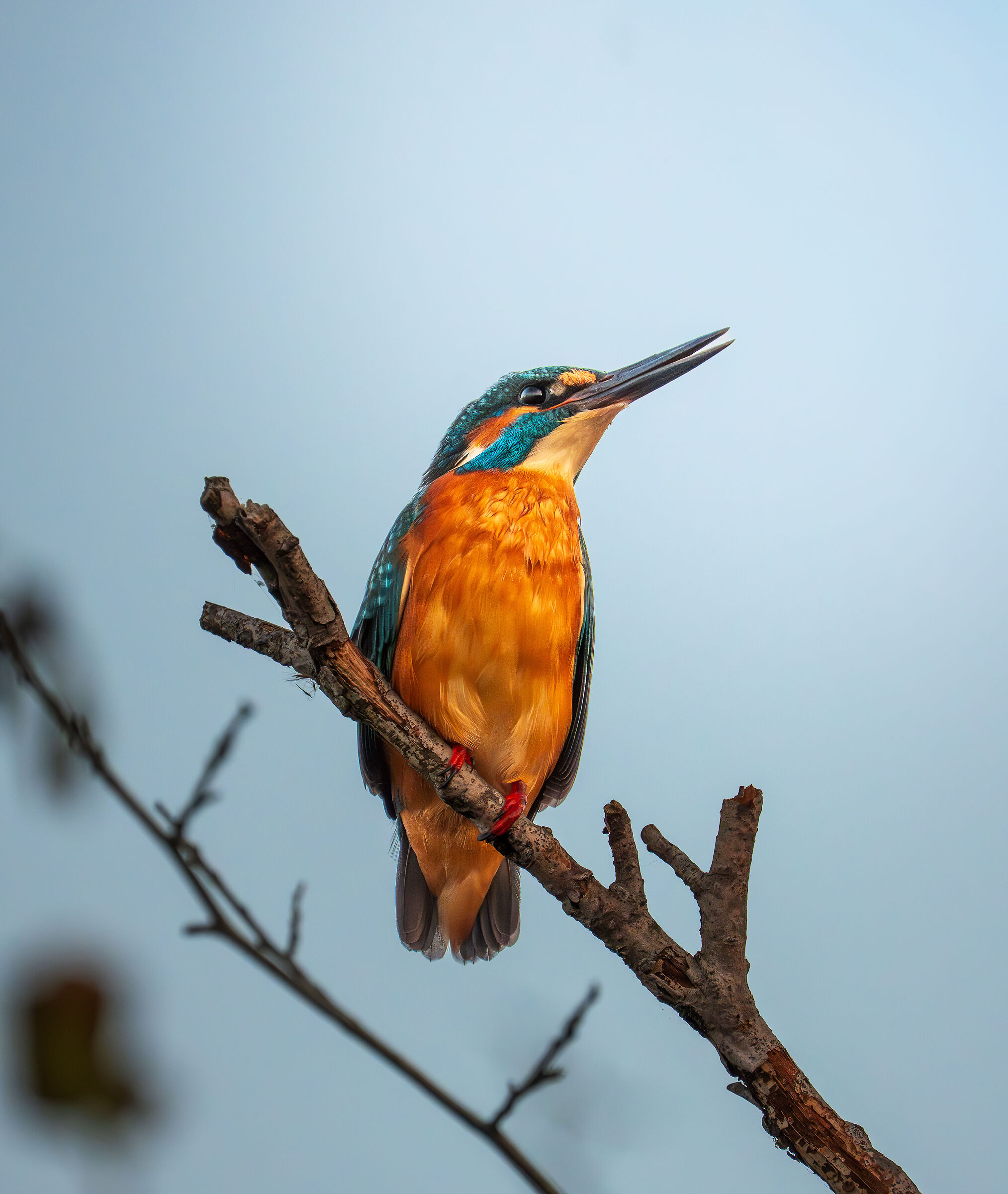Kingfisher