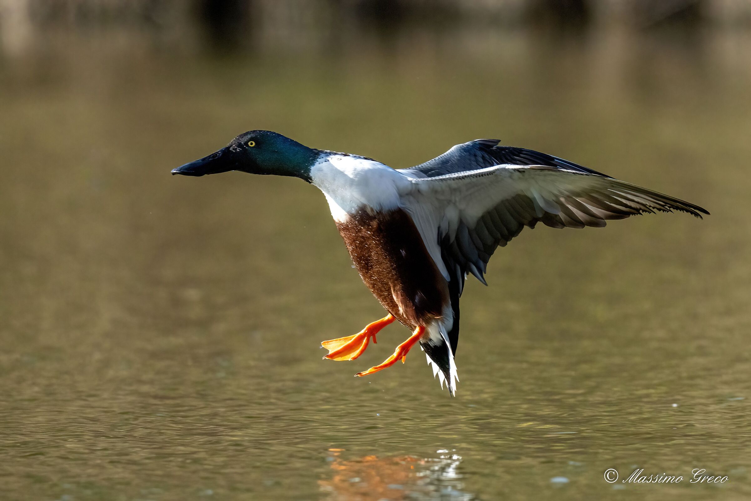 Shoveler (Spatula clypeata)
