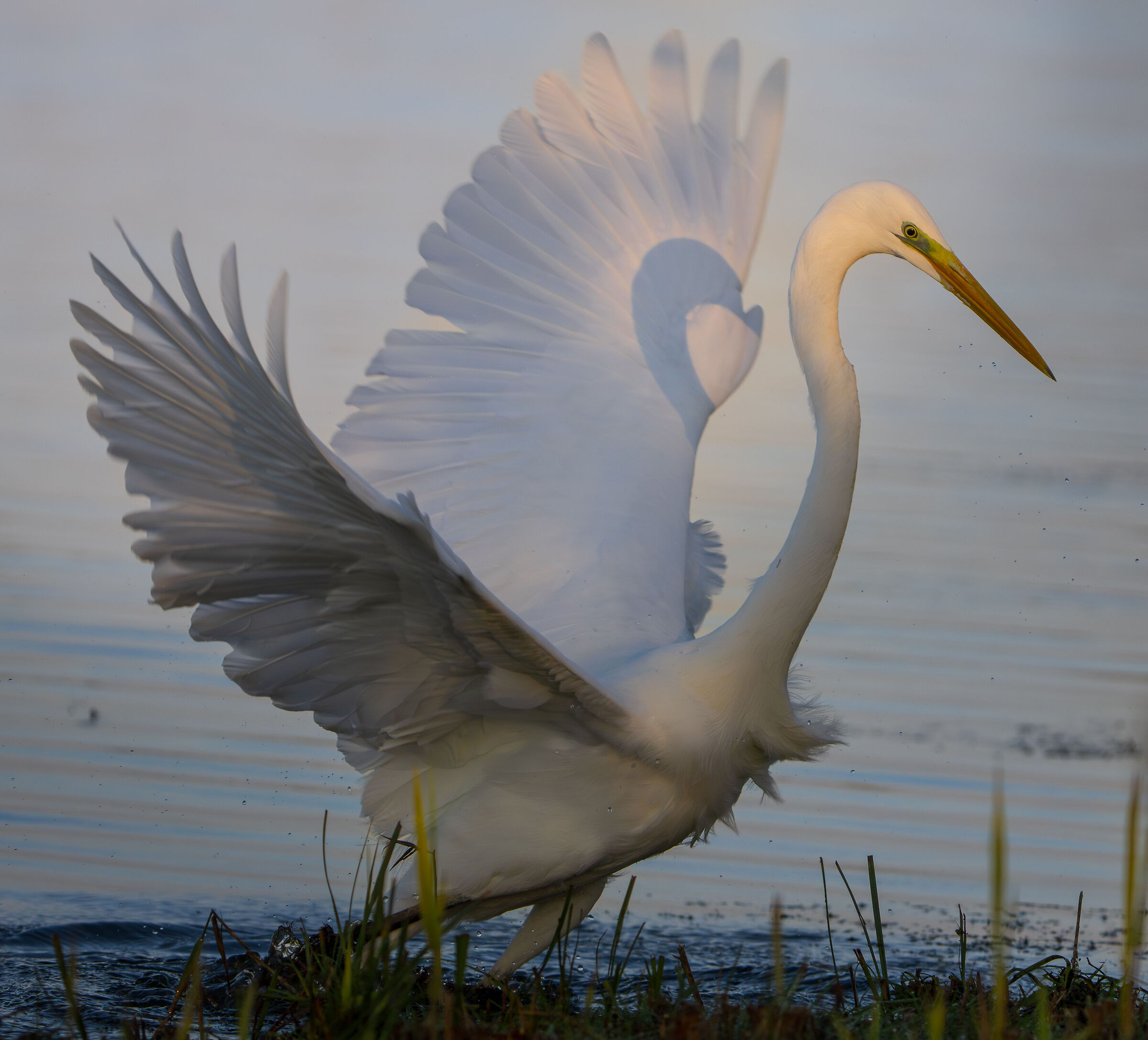 Great White Heron