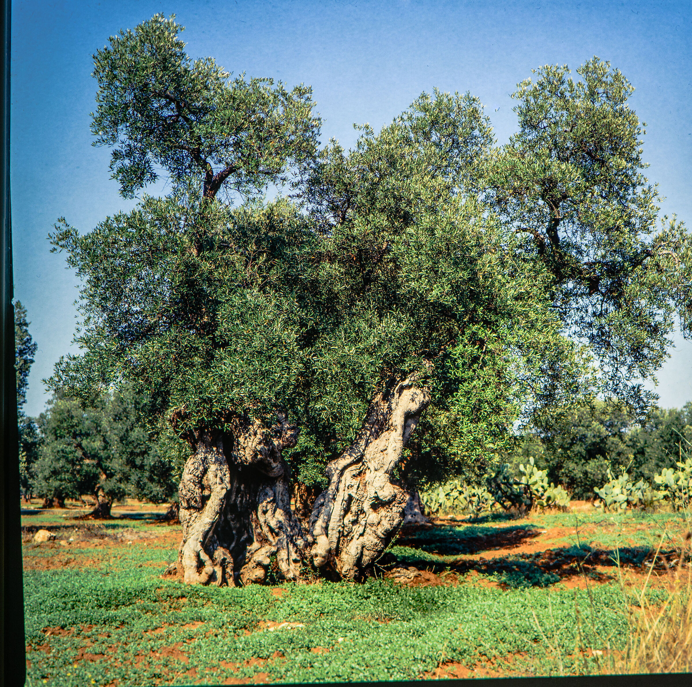 Puglia, ulivo centenario