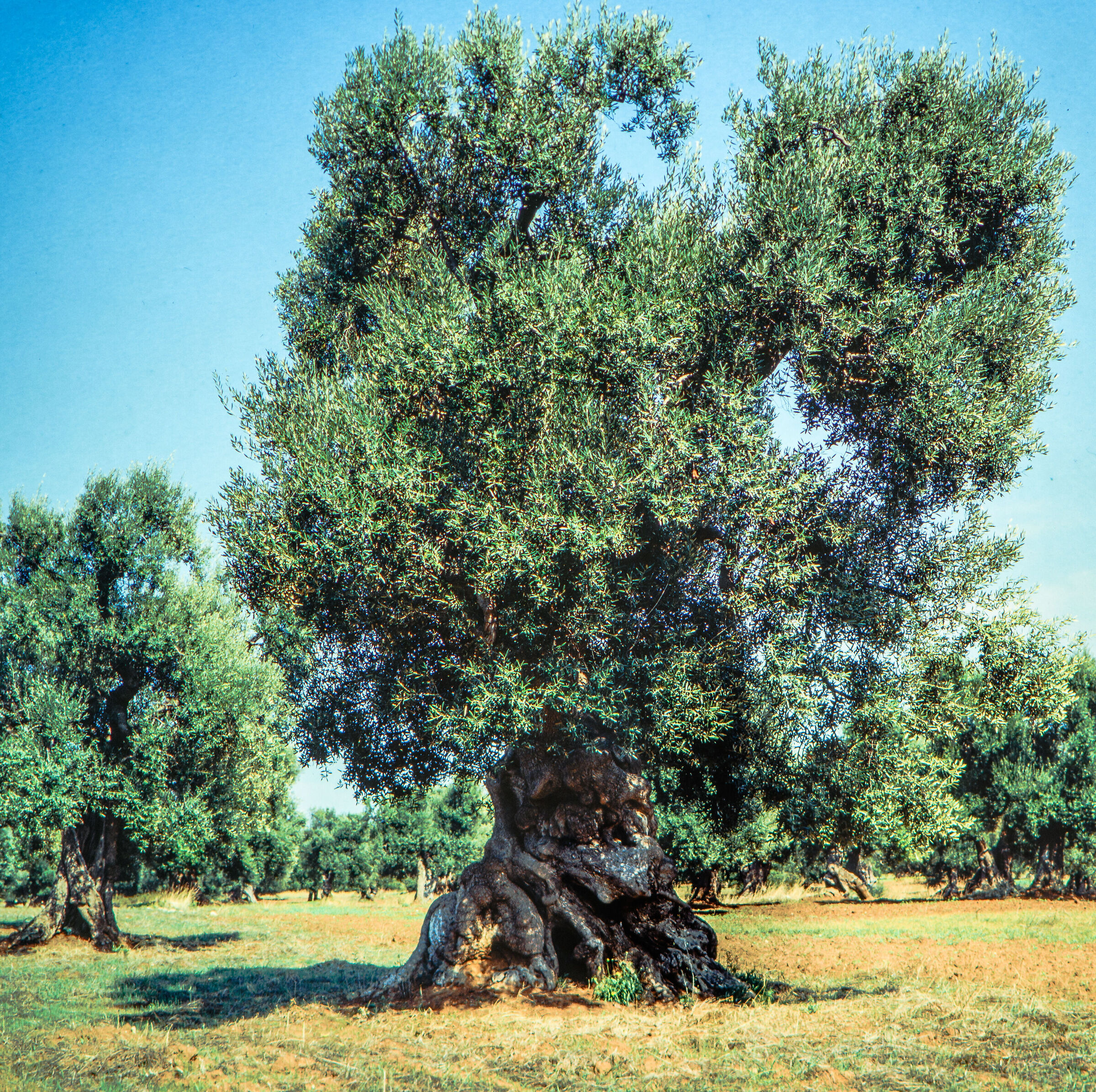 Puglia, ulivo centenario