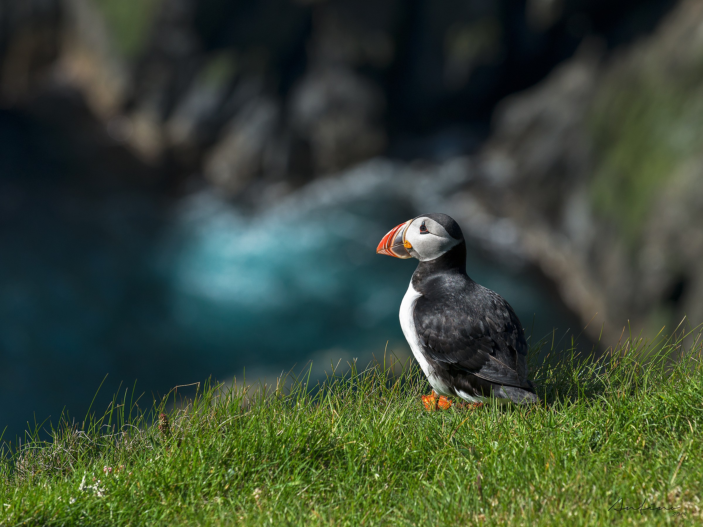 Atlantic puffin, Shetland Islands