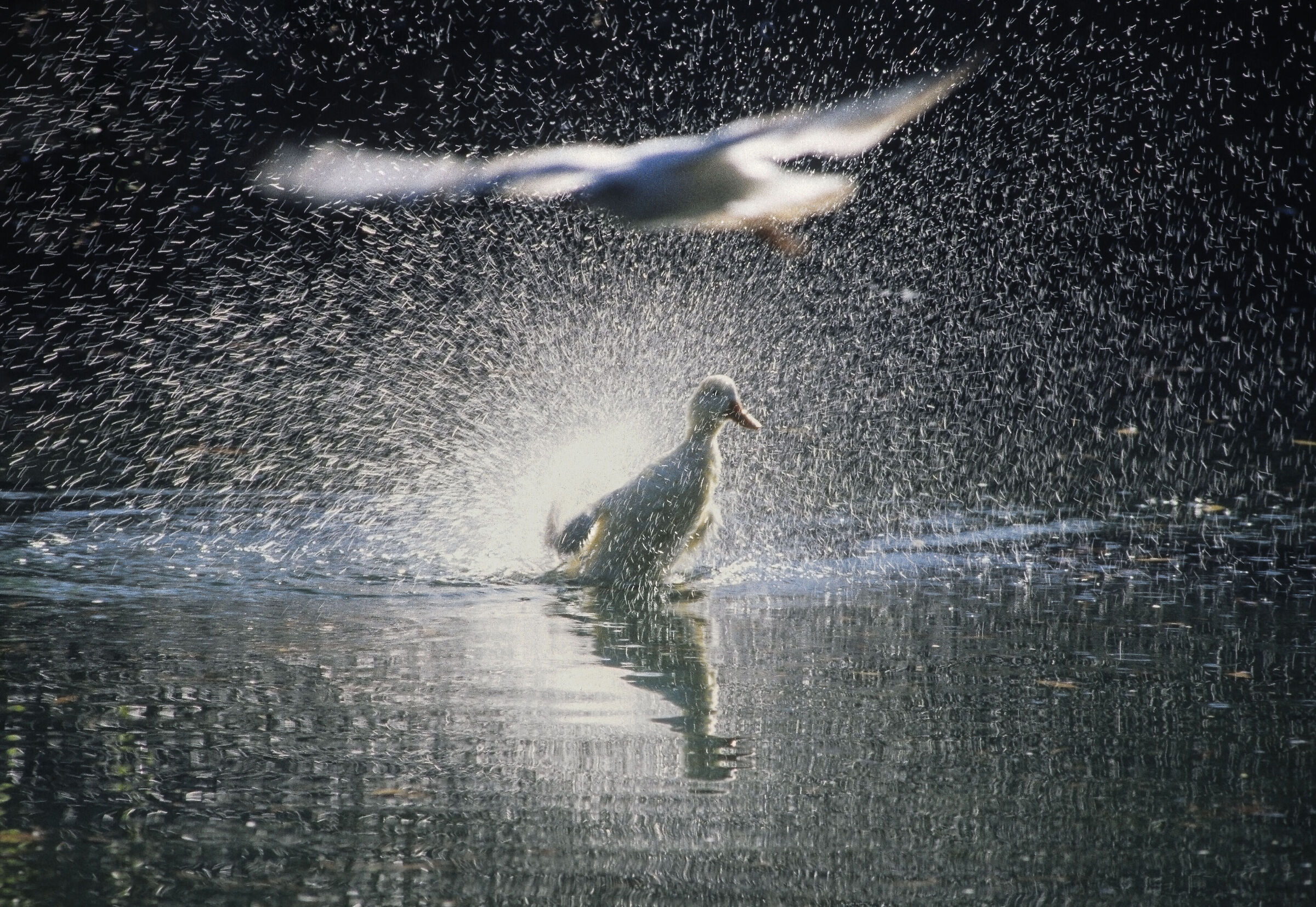 Splashes