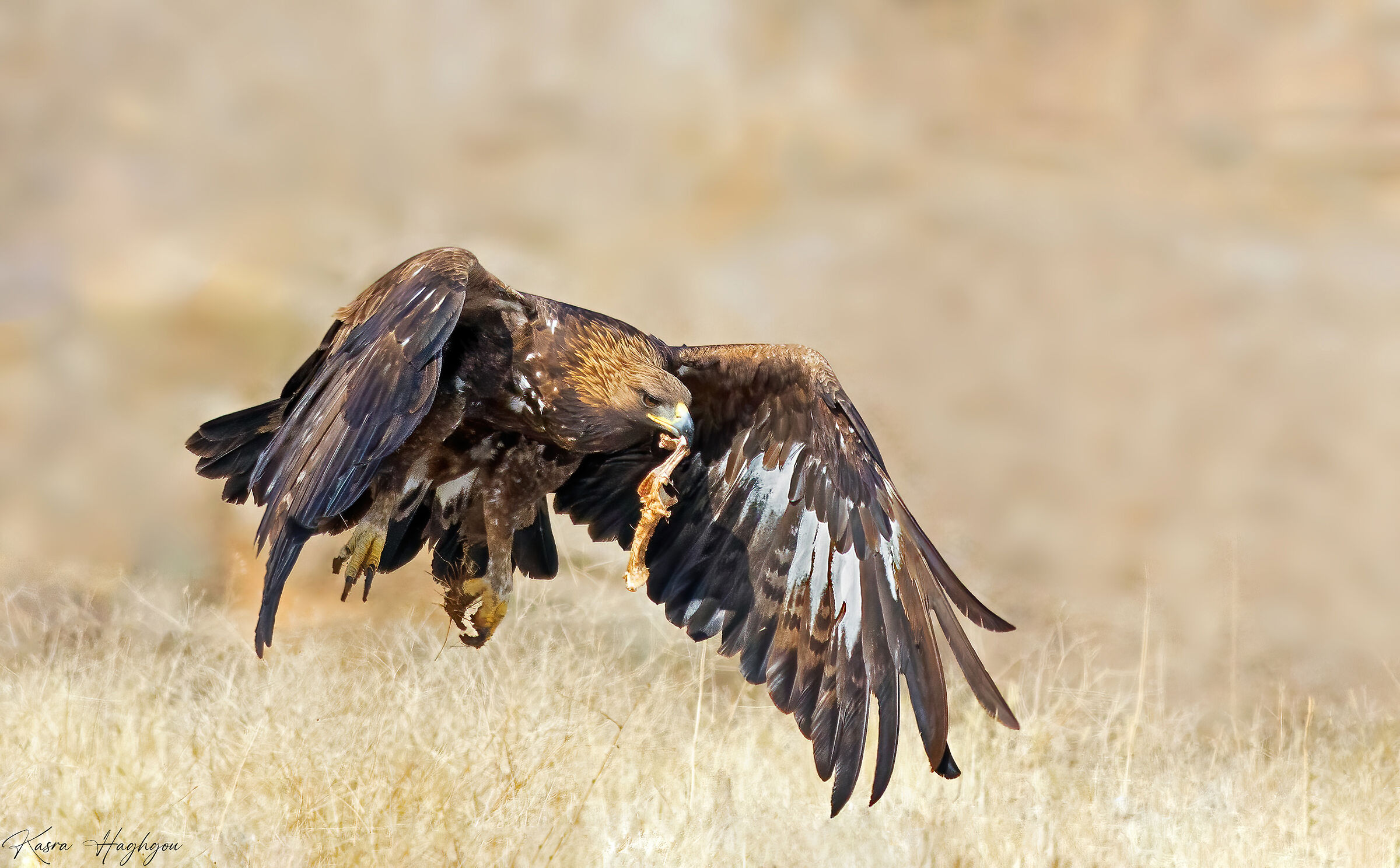 Golden eagle