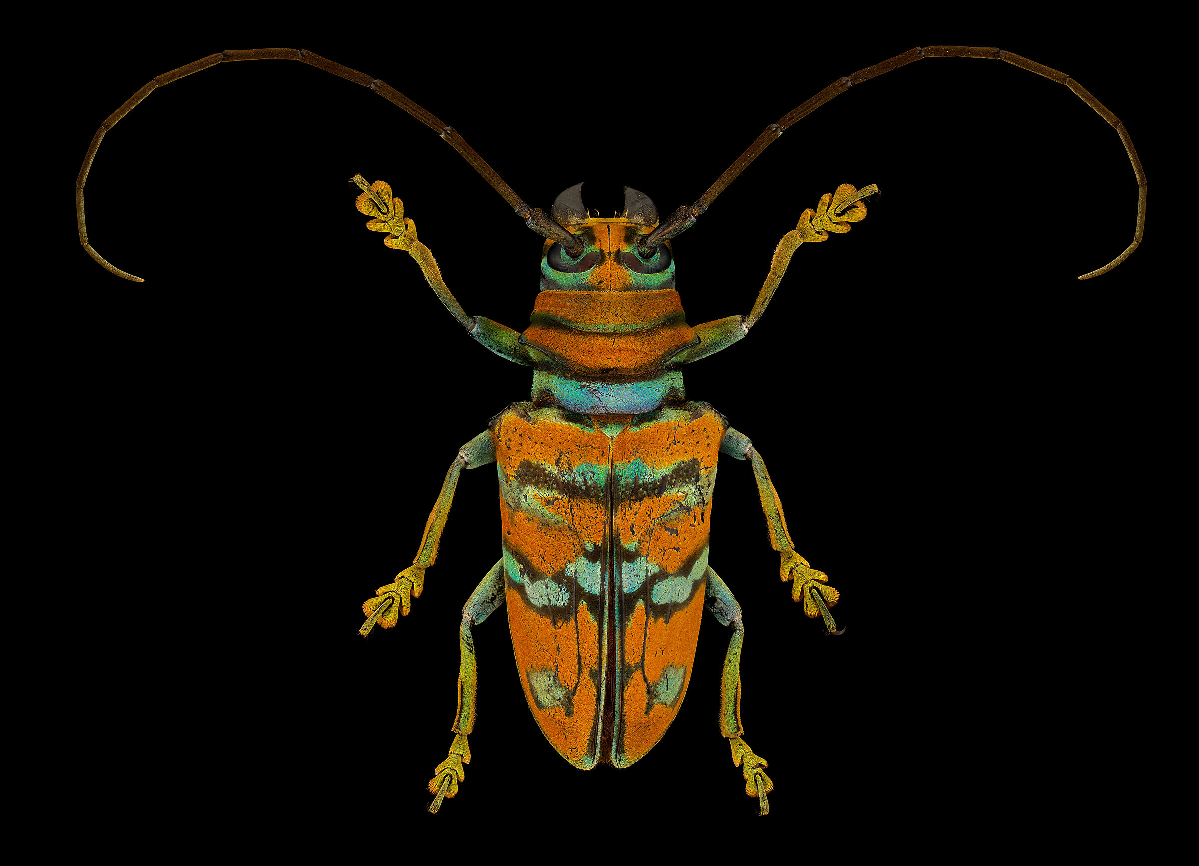 Sternotomis pulchra picta