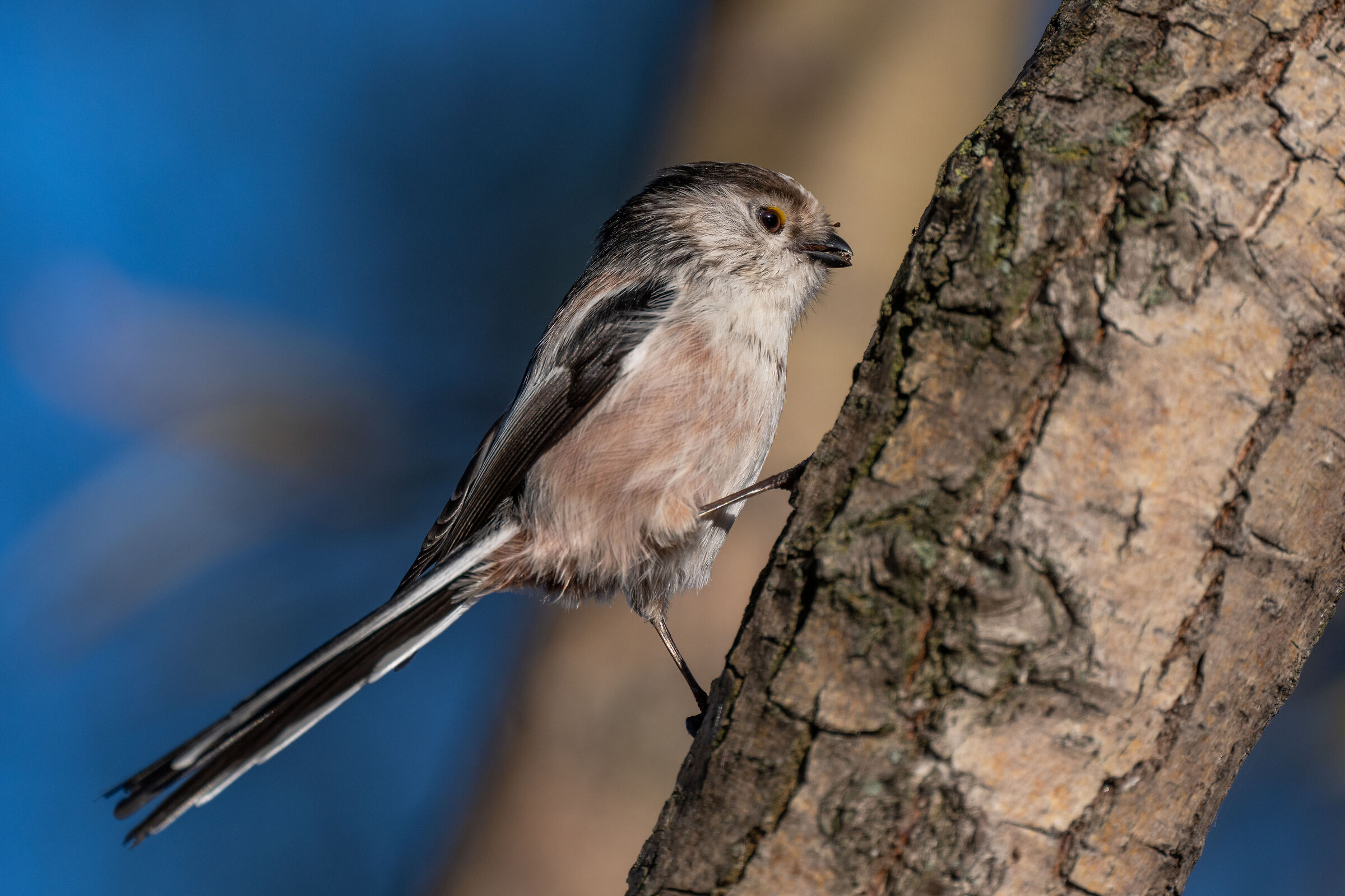 Long-tailed breakfast