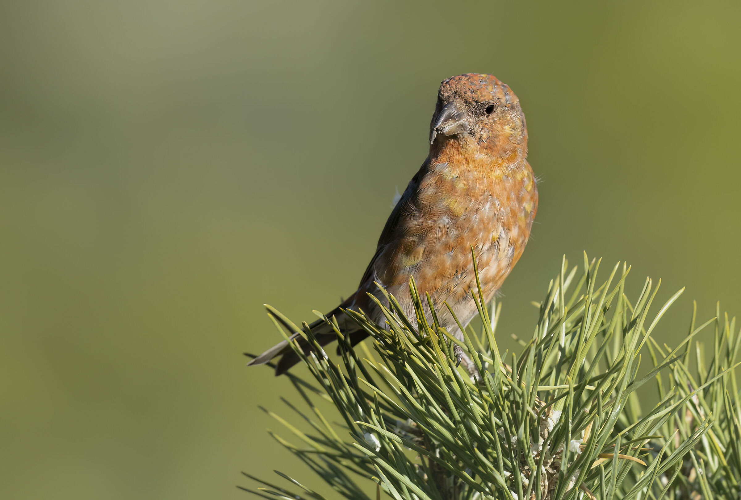 crociere rosso arancio