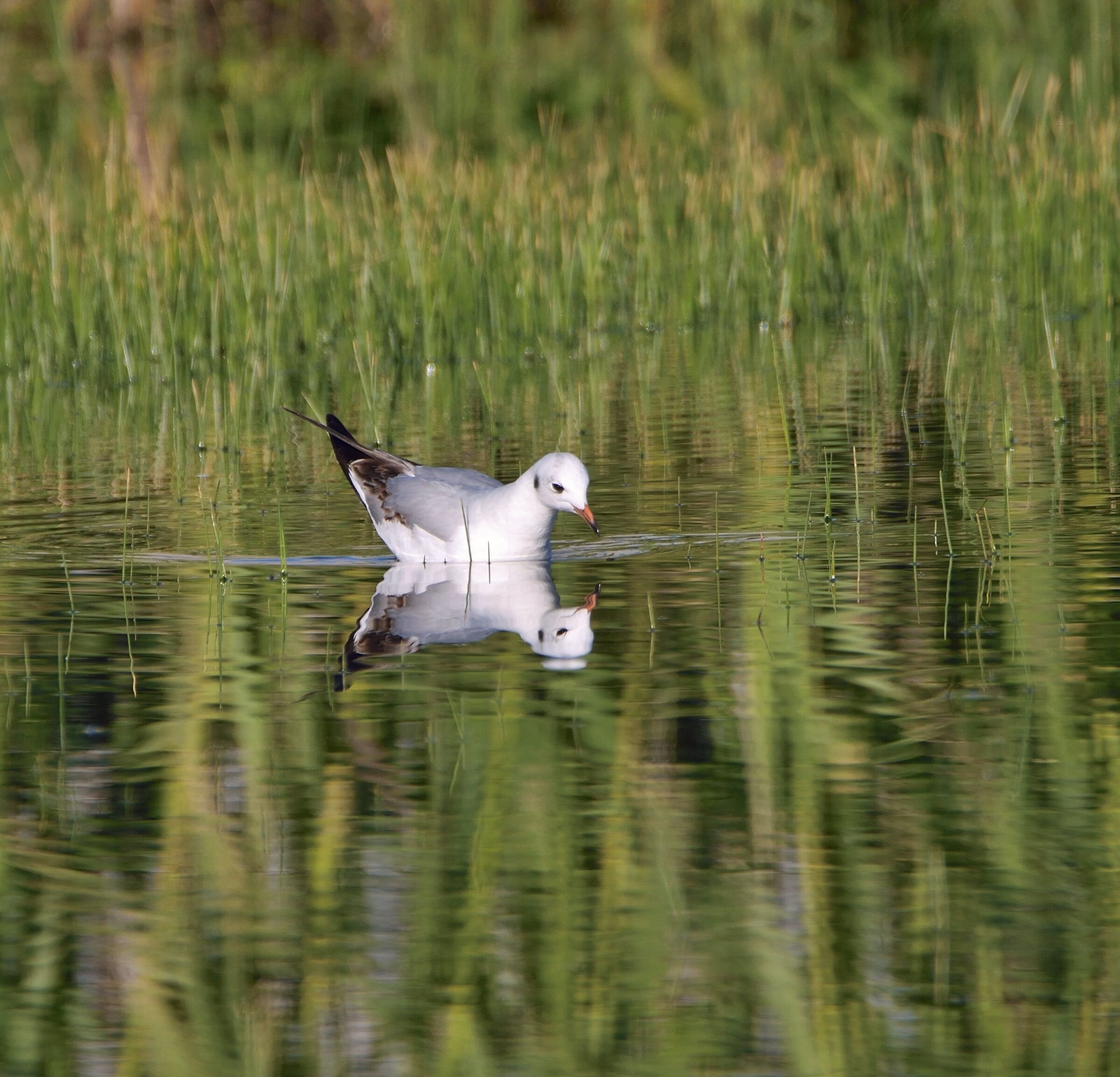 Mirror of my desires ..............