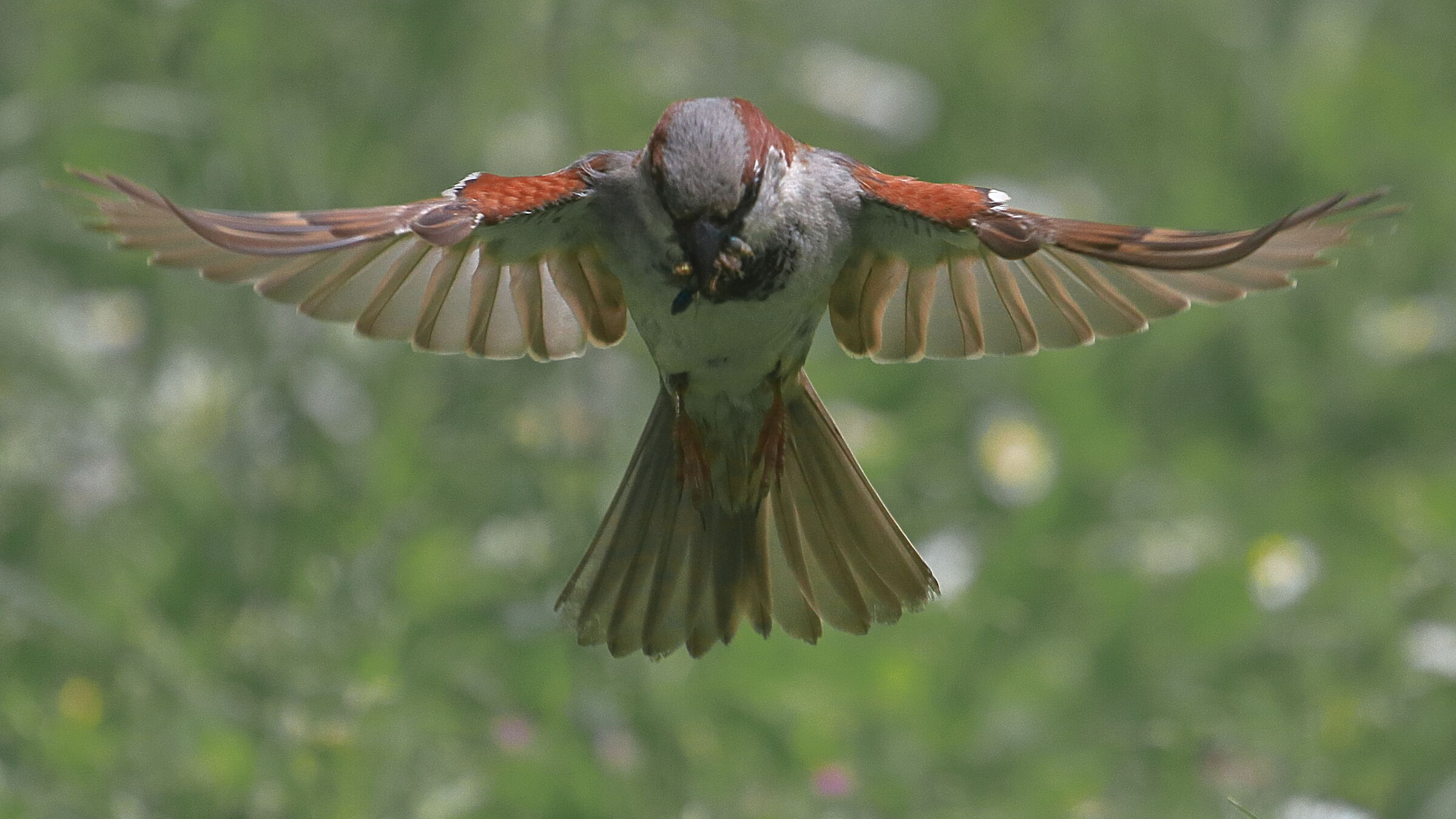 Gorrión Común, Passer domesticus