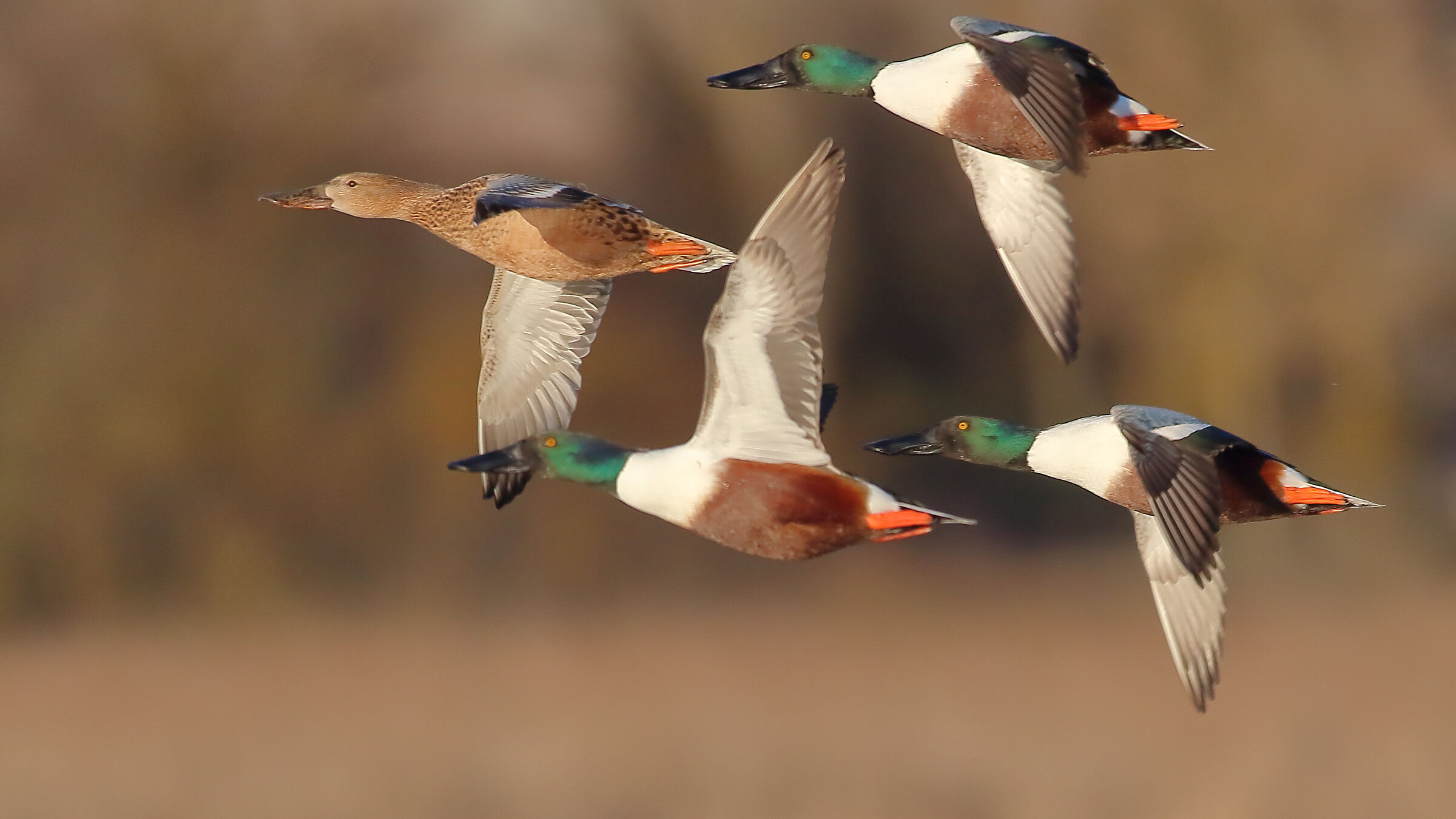 pato Cuchara, Spatula Clypeata