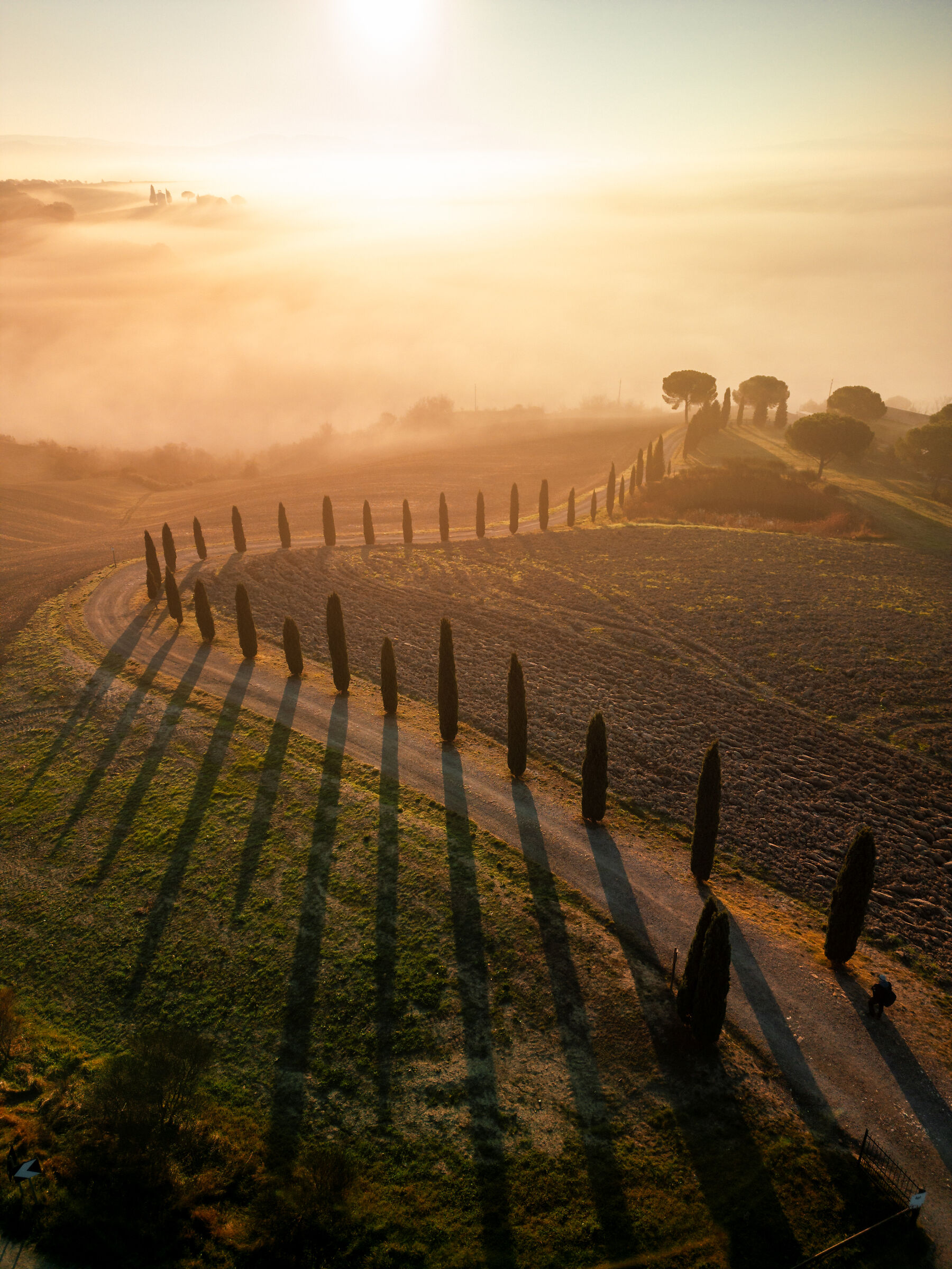 Cypresses at sunrise