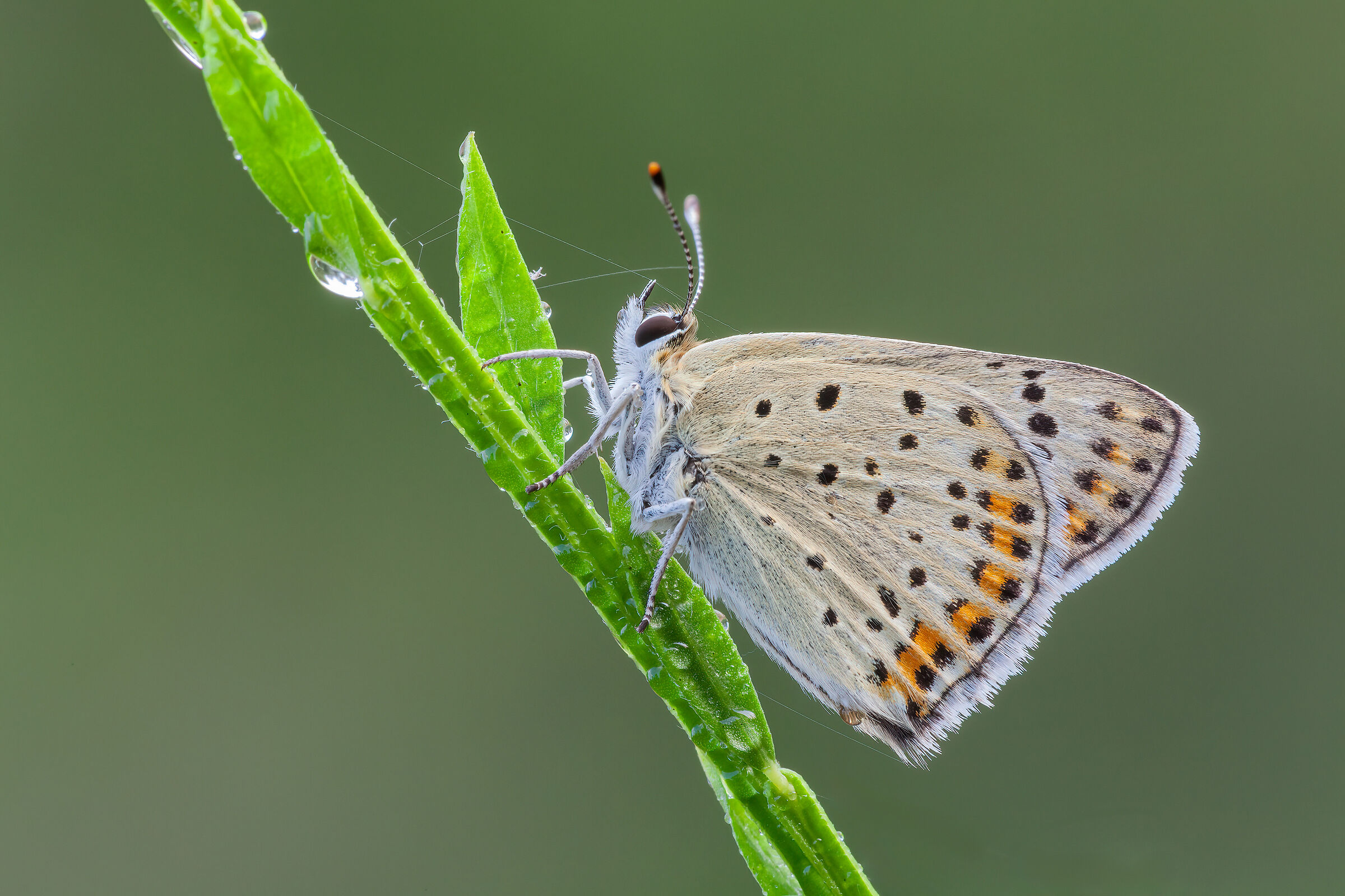 Lycaena tityrus