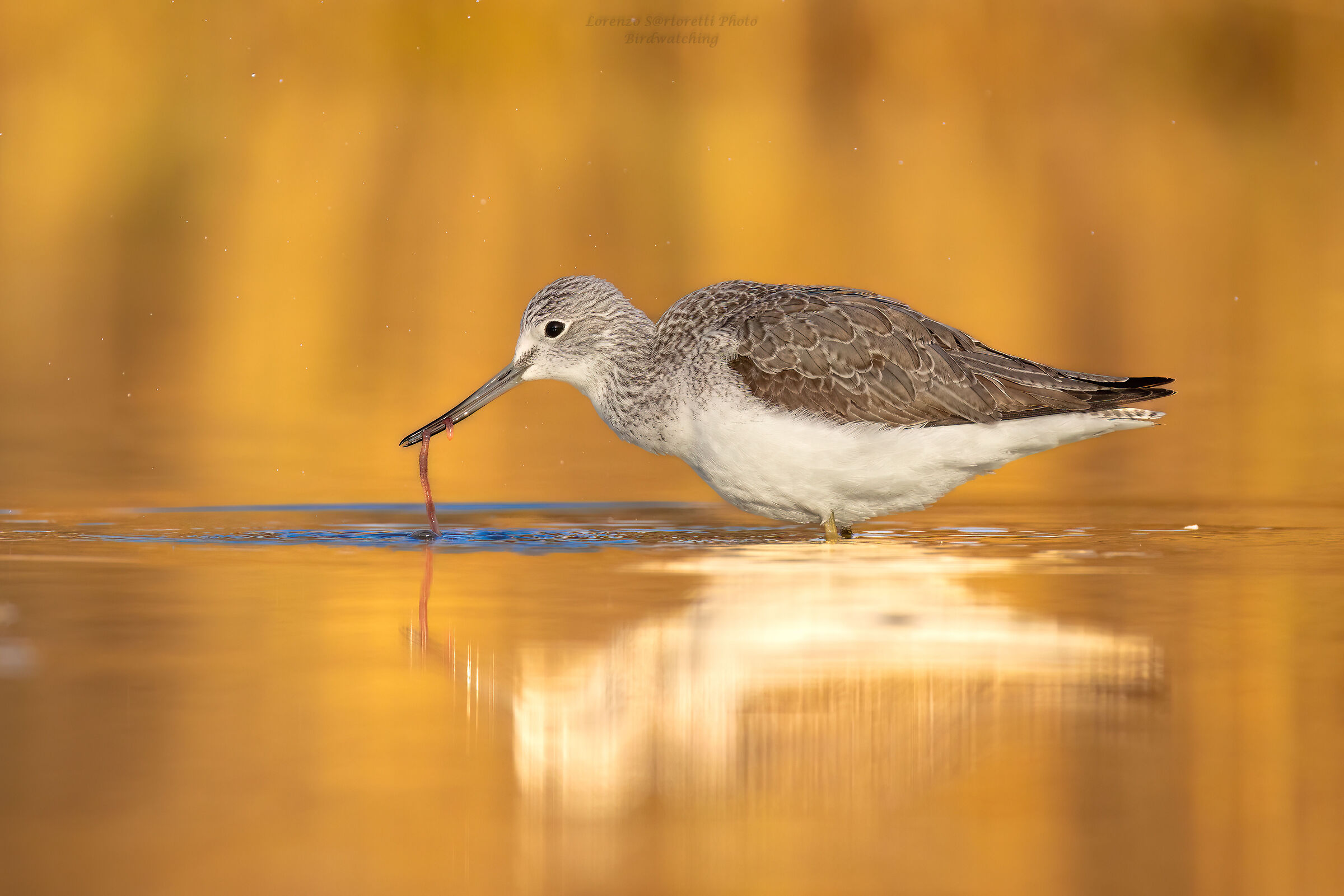 Greenshank