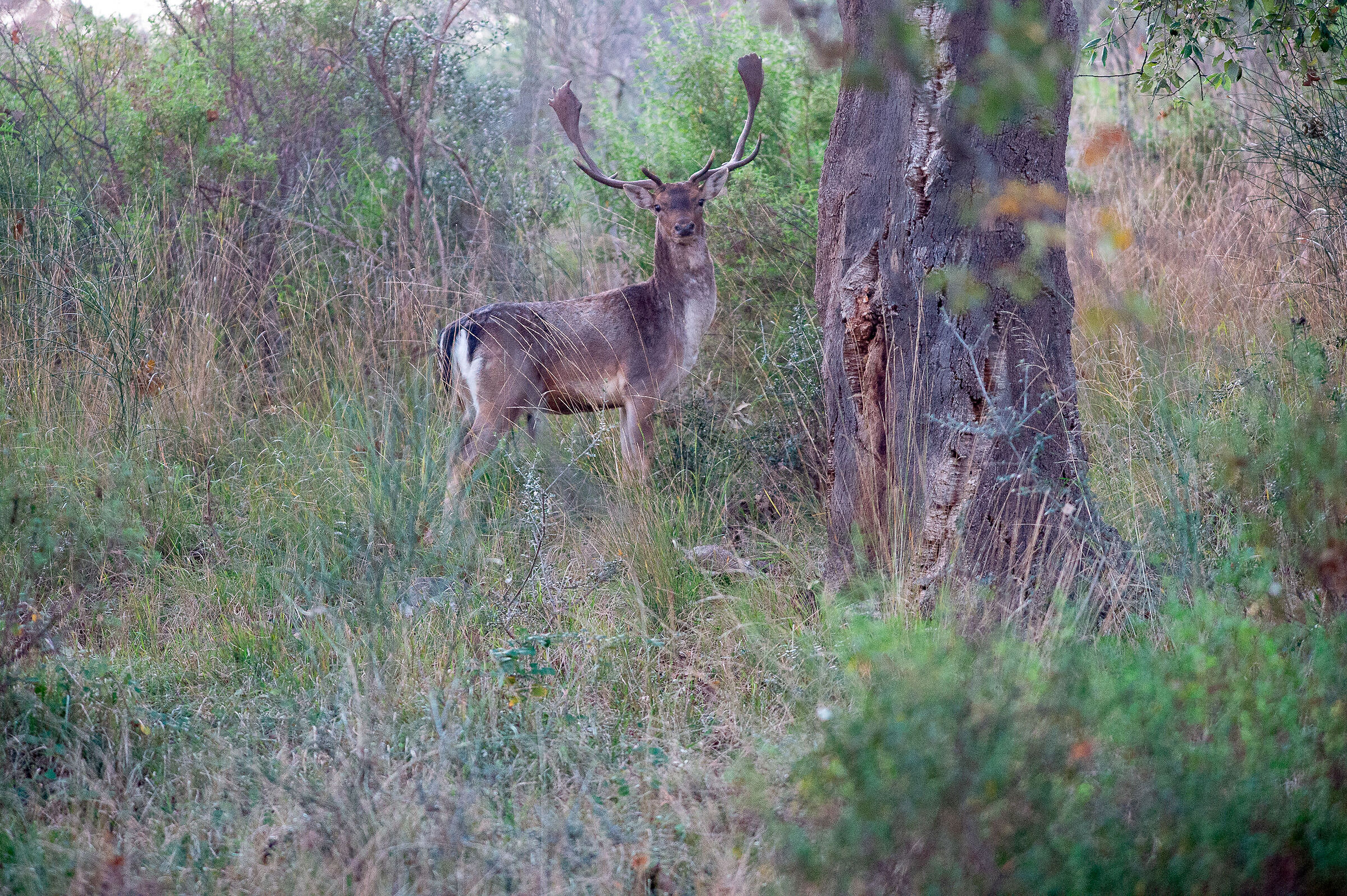 fallow deer