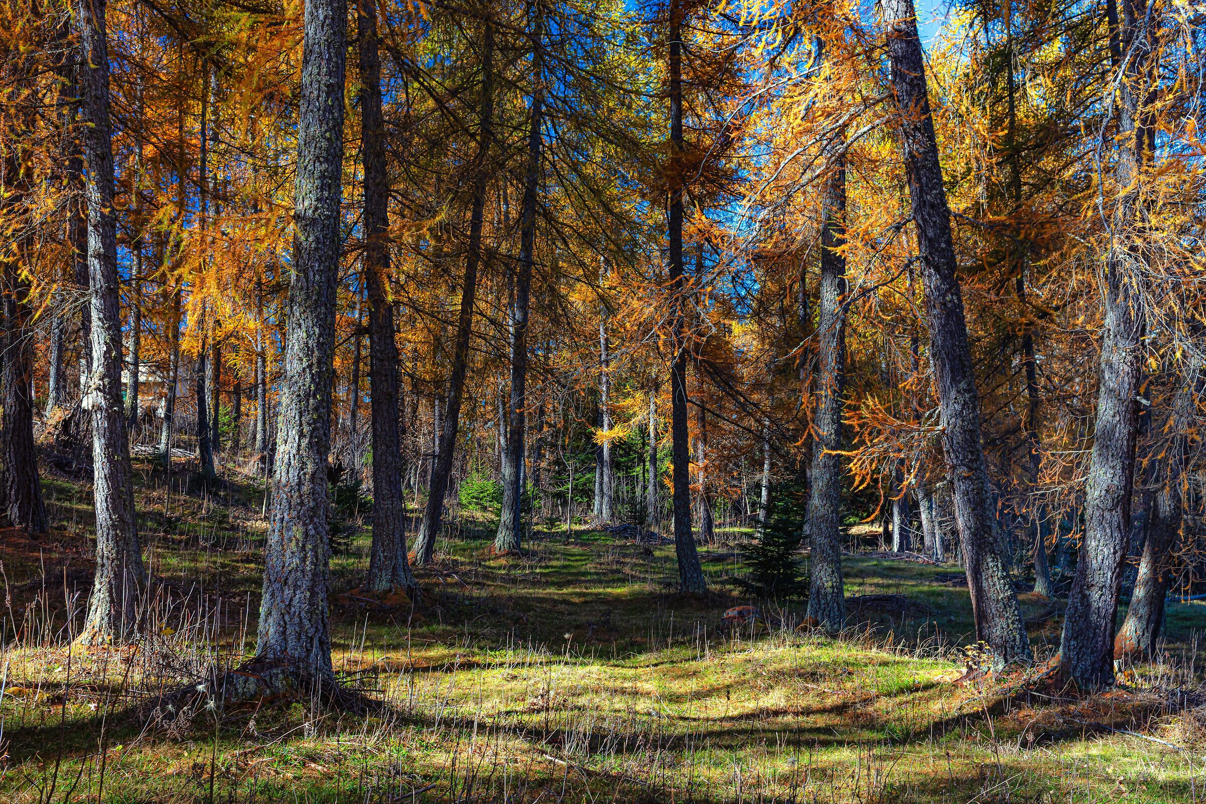Bosco di Larici