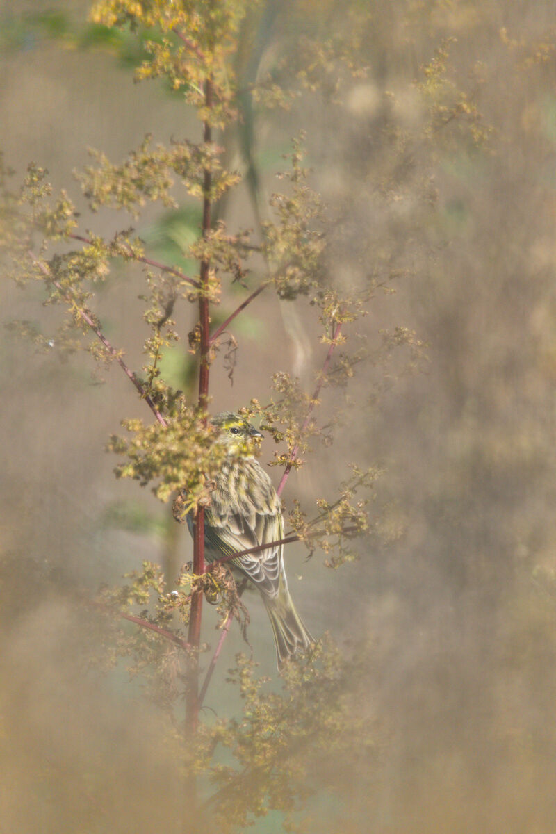 Siskine on mugwort