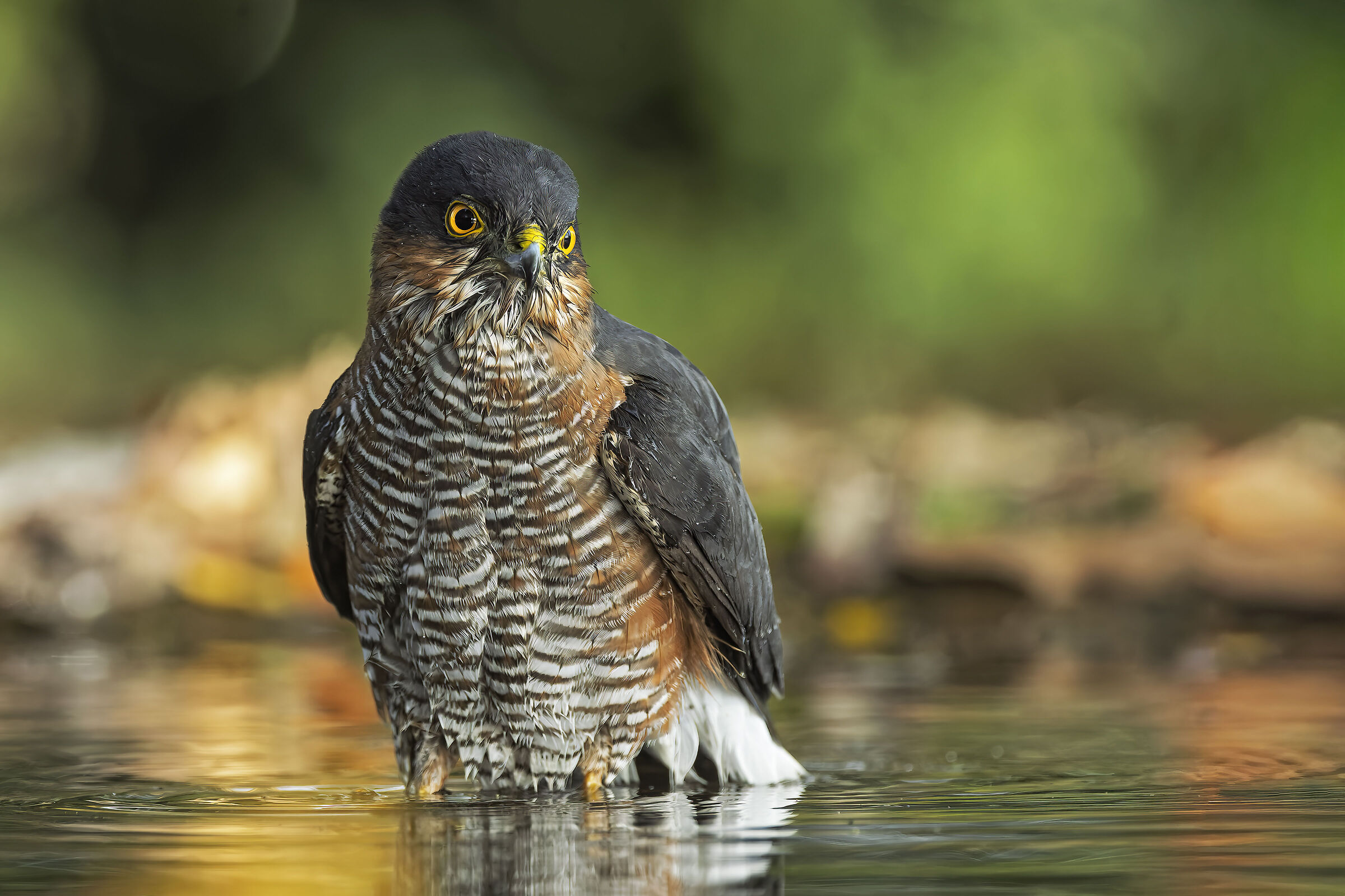 Sparviere &male;