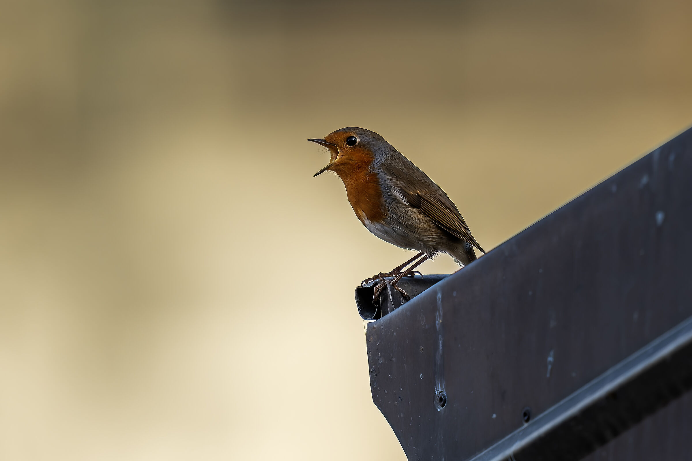 Pettirosso canterino sopra il mio tetto
