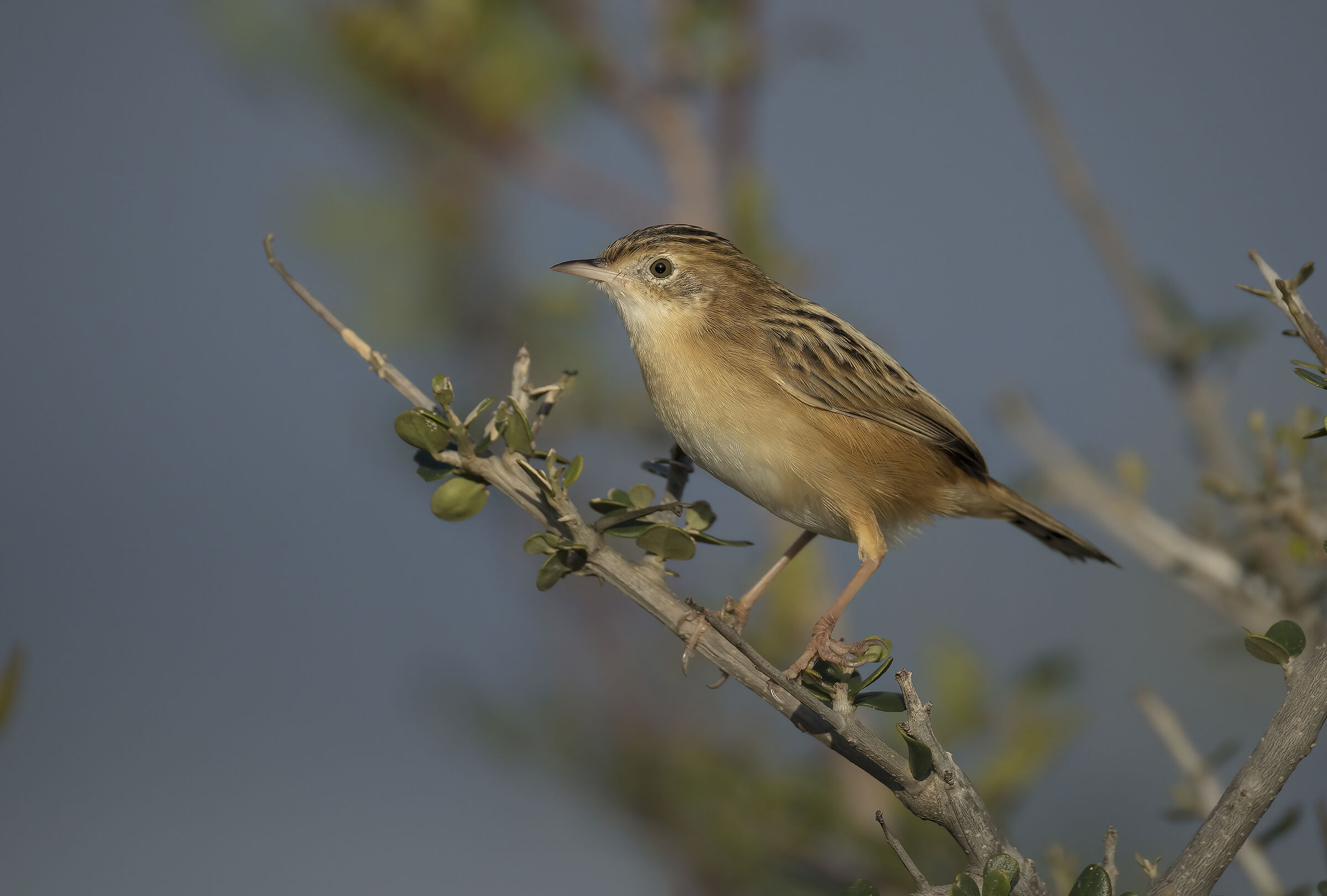 beccamoschino (cisticola juncidis)