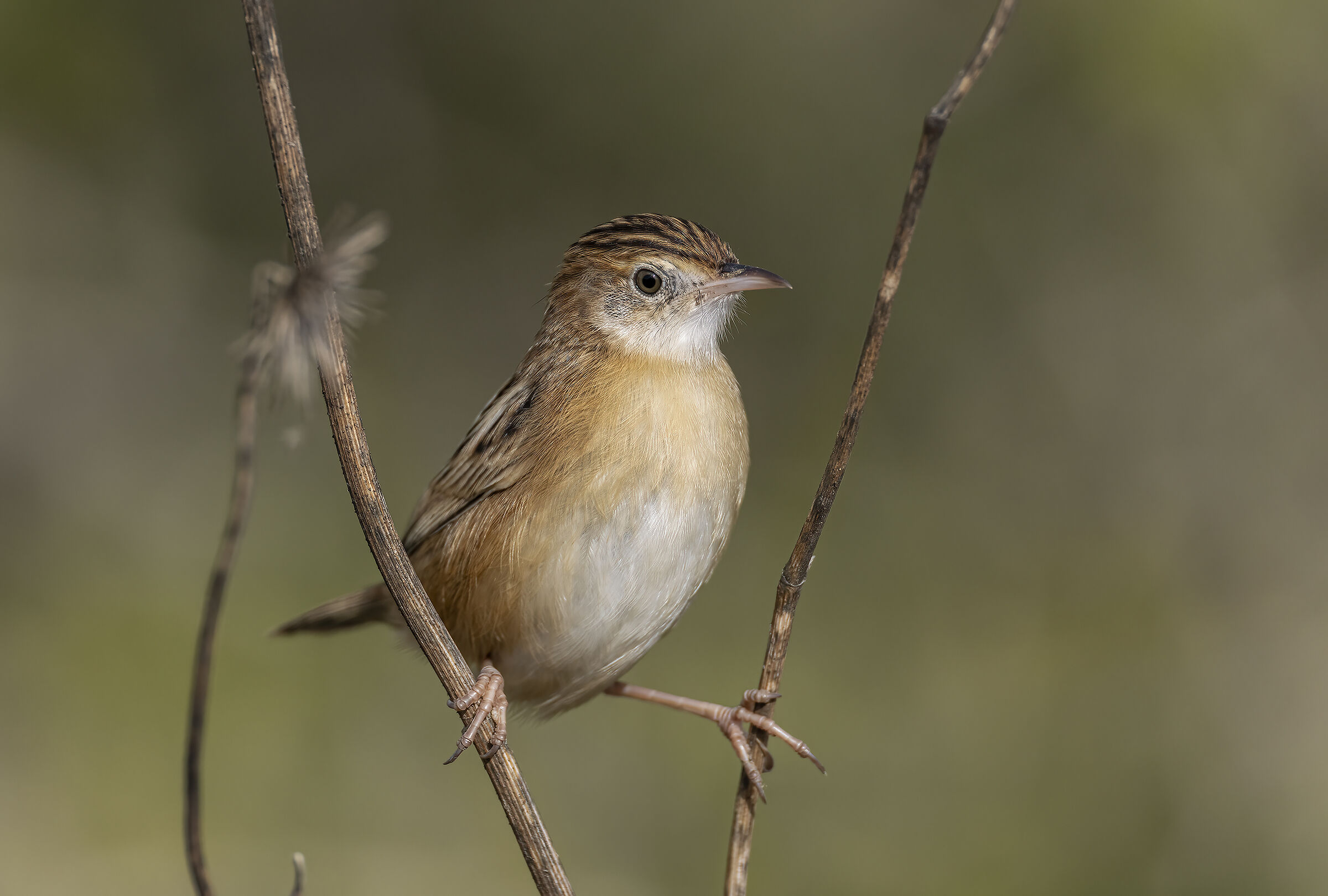 beccamoschino (cisticola juncidis)